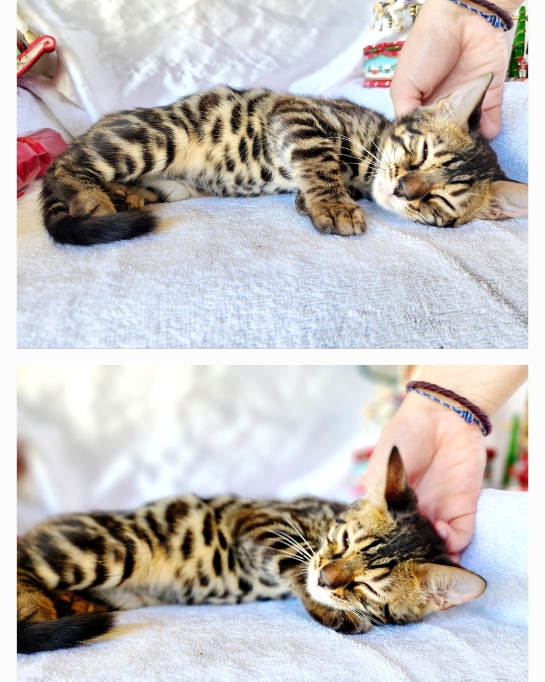 This handsome little man will be ready to join his new family in early January. He is such a sweet little guy and will do anything for a pat ๐ค