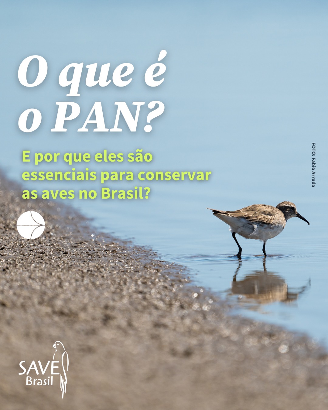 Você sabe o que são os PANs? Os Planos de Ação Nacional para a Conservação das Espécies Ameaçadas são uma das principais estratégias do ICMBio para reduzir o risco de extinção da fauna brasileira.
Eles organizam metas, prioridades e ações que orientam o trabalho de conservação nos nossos biomas.
A SAVE Brasil participa de vários PANs relacionados às aves: da Mata Atlântica ao Cerrado, da Caatinga aos Campos Sulinos, das aves limícolas migratórias às aves marinhas.
Essa atuação coloca a SAVE dentro dos diálogos e de decisões nacionais que impactam a proteção das aves e de seus habitats críticos. Além disso, participar de um PAN significa estar alinhado com outras organizações e realizar um trabalho coordenado que segue a mesma direção e propósito comum: conservar.
Quando você apoia a SAVE, você também fortalece esses planos e contribui diretamente para ações de conservação, ciência aplicada e proteção da biodiversidade.
Conservar as aves é conservar os ambientes e o nosso futuro. Compartilhe essa mensagem! 💚🦜
☁️ Comente PAN se você entende a importância desse instrumento para a proteção das aves e continuará apoiando em 2026.
#savebrasil #conservação #pans