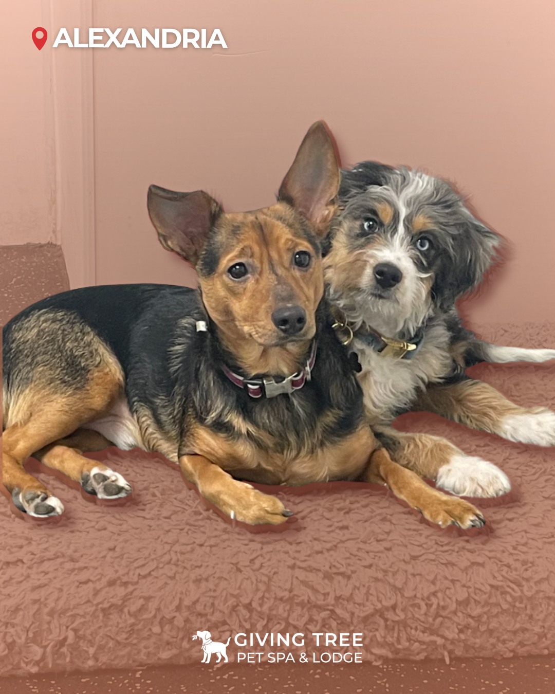 🐾 Just another cute day 🤍
Adorable pups and lovable cats with happy faces, and lots of love — just the way we like it.
Friendly care, cozy vibes, and plenty of cuddles 🐶🐱
From gentle grooming moments to quiet cuddle breaks, every day at Giving Tree Pet Spa & Lodge is filled with warmth, comfort and love 💕
Come by and say hi anytime! 👋
#GivingTree #PetSpa #Lodge #Alexandria
#GivingTreePetSpaAndLodge
#PetGrooming #DogGrooming #CatGrooming