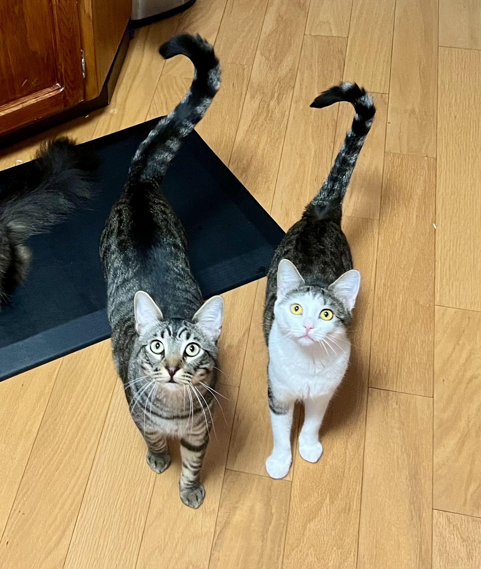 Gemma and Jax are STILL looking for their forever home! Let's start off their 2026 right!
Gemma (female with white face) and Jax (male tabby) aren't littermates, but have bonded and are looking for their forever home together. They're the perfect mix: she's a little quieter and more reserved while he is more playful and friendly.
Please check out their Petfinder profile below and SHARE this post so we can find their forever home soon!
https://www.petfinder.com/cat/jax-and-gemma-dream-duo-looking-for-forever-home-2a9ad12c-6b3d-49a3-8821-e8d217448c7b/wa/seattle/red-waggin-rescue-wa576/details/
#connellpetrescue #redwagginrescue