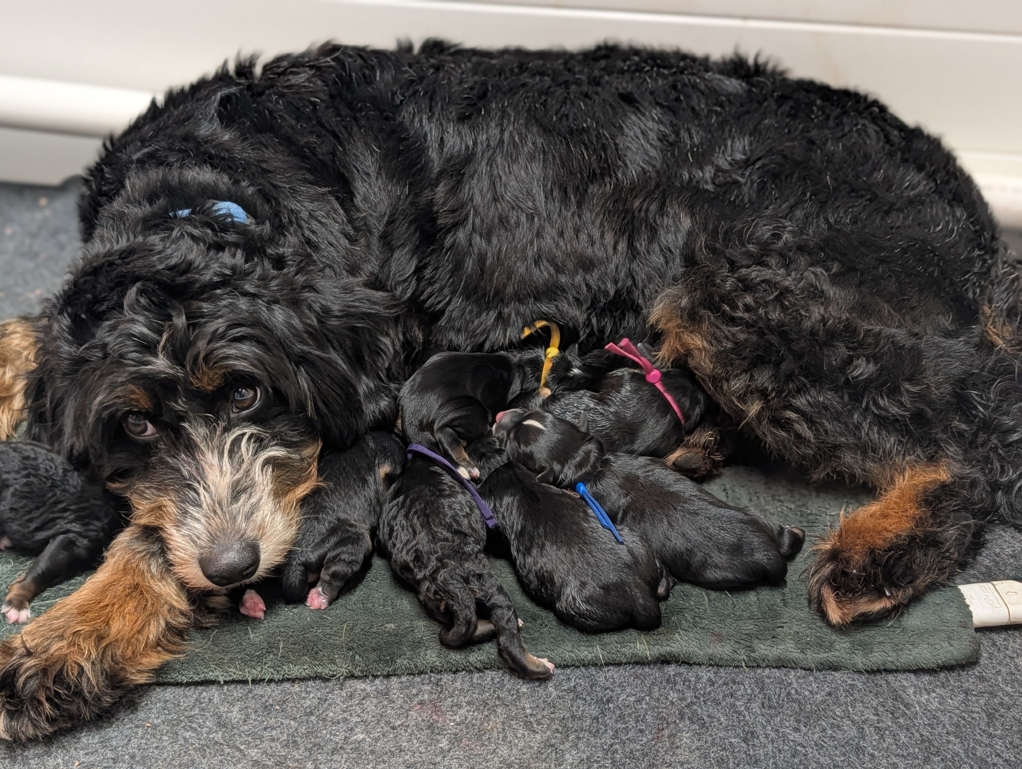 Today was fun! Eight new babies!! 😍
Lexi and Moose had beautiful babies!
Six boys and only two girls!!