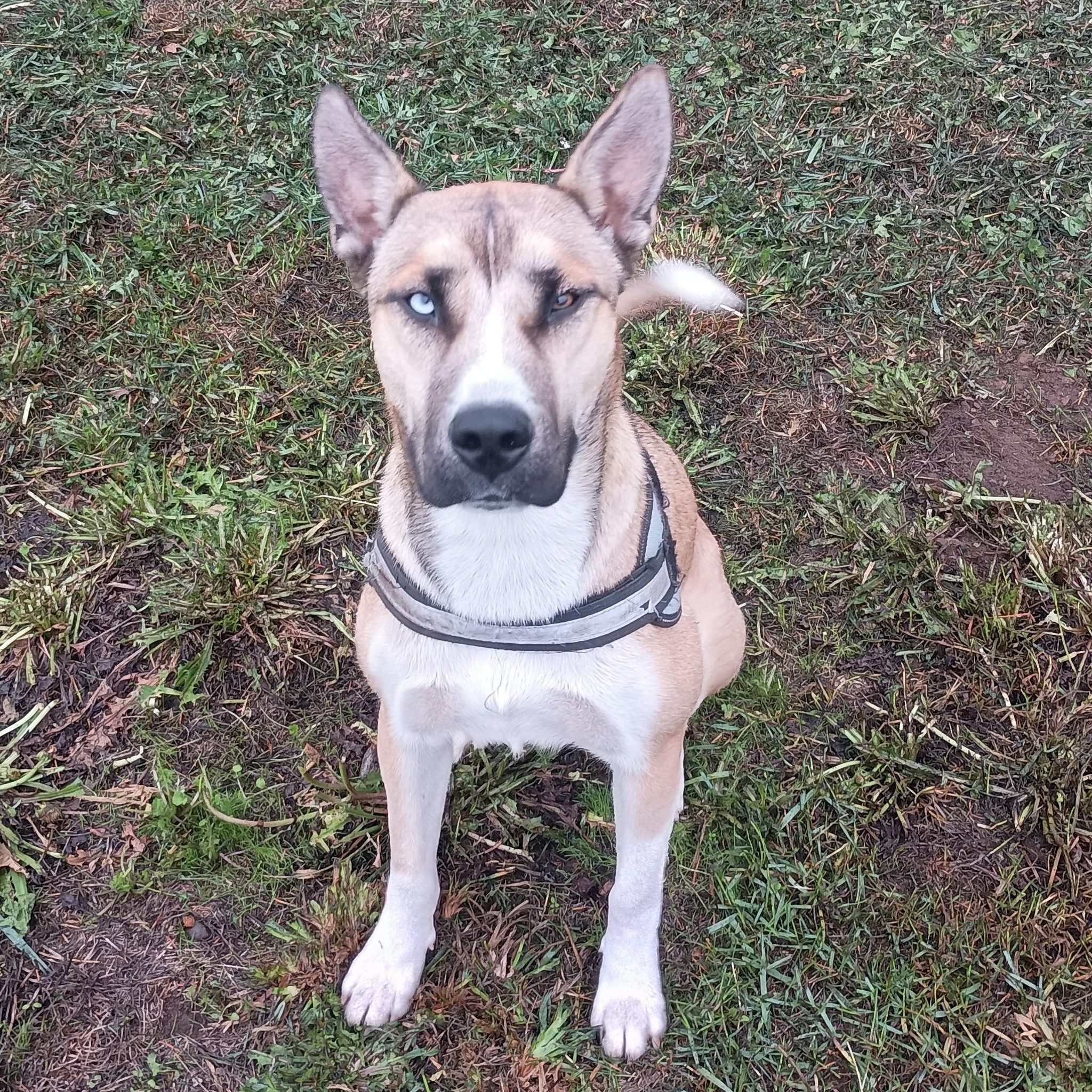 Foster needed!
Sweet Almond is in need of a foster home while she waits for her person/people to find her. She was rescued from a high-kill shelter in CA and we'd love to help her find a happy ending!
Almond is a young husky-shepherd mix with a heart of gold. She's sweet, friendly, and playful and is good with humans and other dogs alike.
Check out her Petfinder profile today! https://www.petfinder.com/dog/almond-needs-a-foster-1d30662d-665b-4d7e-ac4d-835778854c81/wa/seattle/red-waggin-rescue-wa576/details/
#connellpetrescue #redwagginrescue #fosteringsaveslives