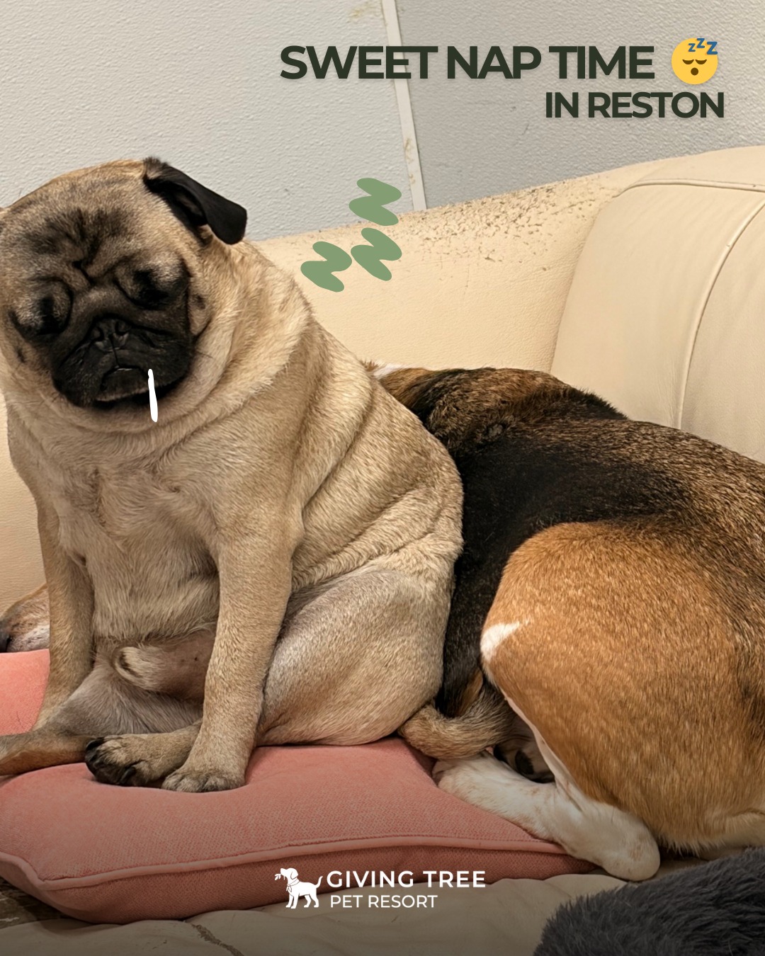 Nap time, but make it cozy 💤🤍
A calm break after play — because rest is part of great care
Sweet dreams at Giving Tree Pet Resort 🌳🐶
#GivingTreePetResort #Resort
#GivingTreePet #Virginia
#Naptime #DogRestTime
#PetResortLife #WellRestedPups