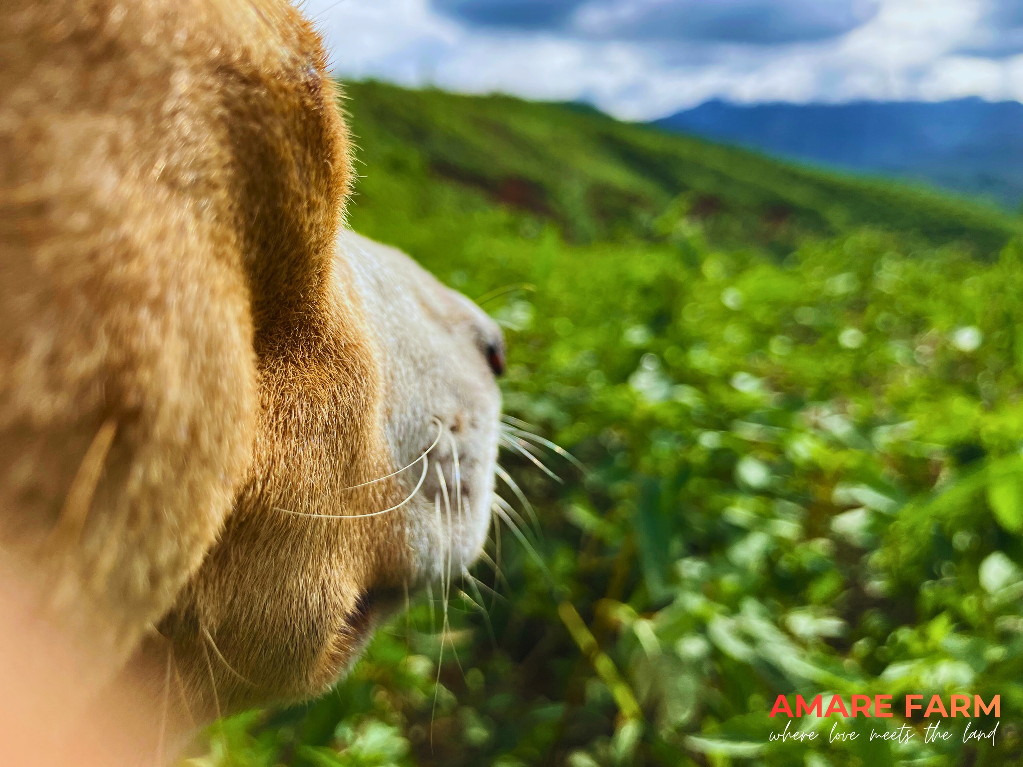 From small paws to wide horizons—this is home 🌿
Amare Farm..... - Osang 🐶🐾
#AmareFarm #FarmLife #SimpleLiving #WhereLoveMeetsTheLand #NatureAndLove