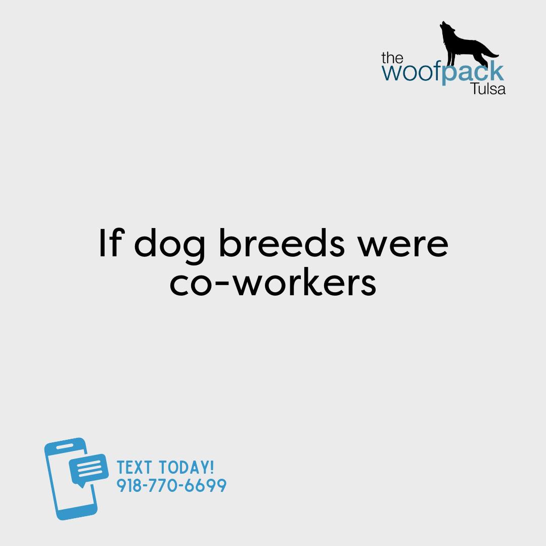 Same office, different personalities.
Some of these coworkers carry the team… some are just vibes.
Which one sits next to you, and which one is you? 😅🐾
#thewoofpacktulsa #tulsadogwalker #tulsadogsitter