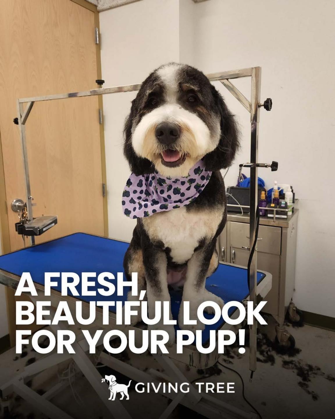 Professional grooming, done with warmth 🐶✨
Grooming is all about comfort, care, and happy tails. From a refreshing bath to a clean, polished finish, our Full Grooming service is designed to help your pup look good and feel great 💛
Enjoy 10% OFF Full Grooming throughout January & February 🐾 Available at all locations: Reston · Falls Church · Alexandria
Because every pup deserves a little extra love ✨
#GivingTreePets #Virginia
#GivingTreeK9Club #FallsChurch
#GivingTreePetSpaAndLodge #Alexandria
#GivingTreePetResort #Reston
#DogGrooming #fullgrooming