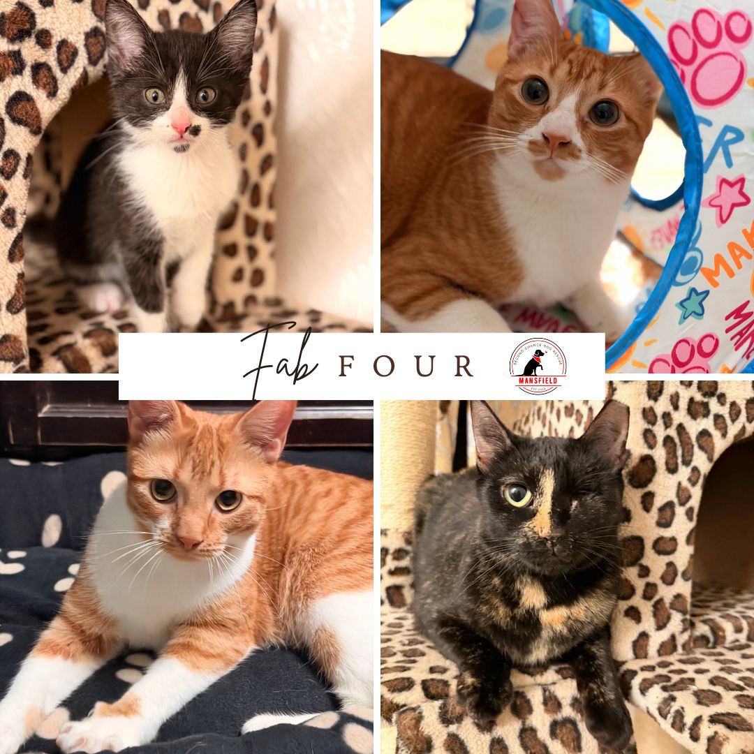 🐾 THE FABULOUS FOUR! 🐾
Rain • Bati • Kirk • Wink 😻
These 4 amazing cats are ready for their forever homes and we would LOVE to see each one curled up on a couch, living their best life! 💛
✨ If you’ve been thinking about adding a sweet kitty to your family… LOOK NO FURTHER — your new best friend is right here!
✅ Apply to adopt today:
🌐 www.SCDRM.com/adopt
💌 Want to sponsor an adoption fee?
Sponsorships help us say YES to more cats in need and cover vetting costs so these babies can go home faster!
📧 Email us: secondchancemansfield@gmail.com
🏡 Cat fosters needed!
Fostering saves lives and helps our rescue make space to help even more animals.
🐾 Apply to foster here:
🌐 www.SCDRM.com/foster
📣Let’s find these sweet kitties the homes they deserve 🐾💛
#catsoftiktok #cute #rescuedismyfavoritebreed #texas #catlife #kitten #fosteringsaveslives #cute #pets #adoptme