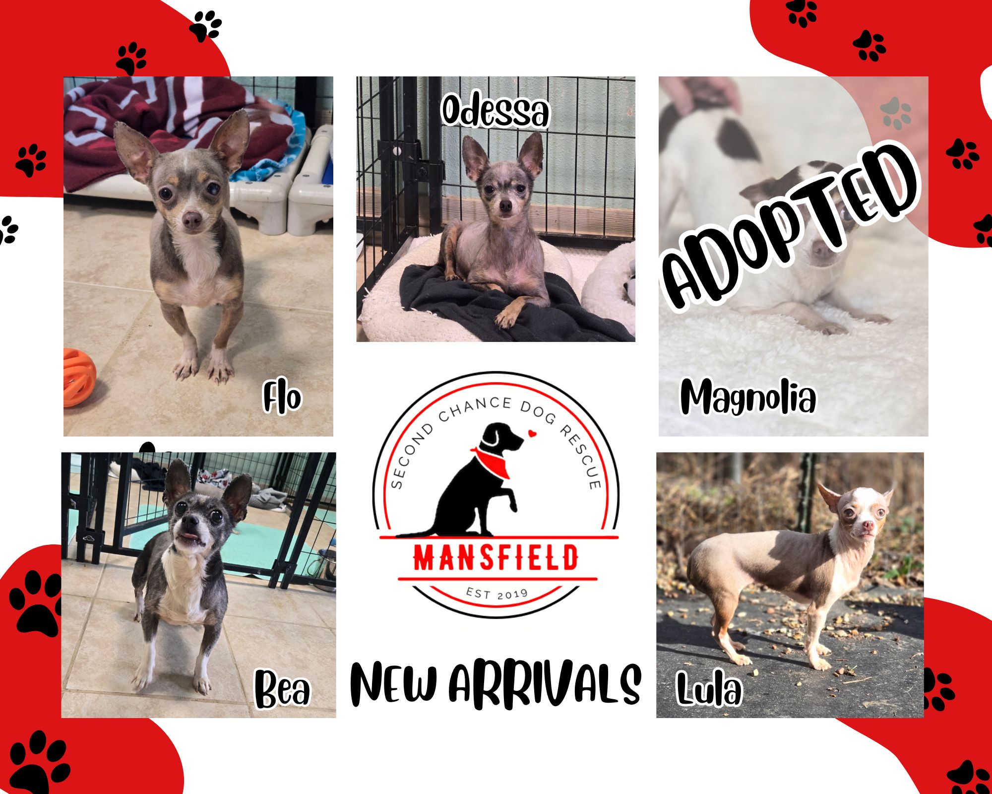 🎉🐾 NEW ARRIVALS | ONE DOWN, FOUR TO GO! 🐾🎉
We have the BEST news — Magnolia was ADOPTED today!! 🌸🏡
This is exactly the kind of happy ending we love to see!
Now let’s keep that momentum going… because her 4 friends are still waiting for their turn.
These sweet babies are NEW ARRIVALS from our recent hoarding case, and they deserve to know what it feels like to be safe, loved, and part of a real family.
✨ Let’s find these 4 their forever homes FAST! ✨
🐾 Adopt: www.SCDRM.com/adopt
🏡 Foster: www.SCDRM.com/foster
📣 Please LIKE • COMMENT • SHARE so these babies get seen!
#SecondChanceDogRescueMansfield #NewArrivals #rescuedismyfavoritebreed #AdoptDontShop #SecondChanceStartsHere #rescuedog #cute #fypageシ #dog