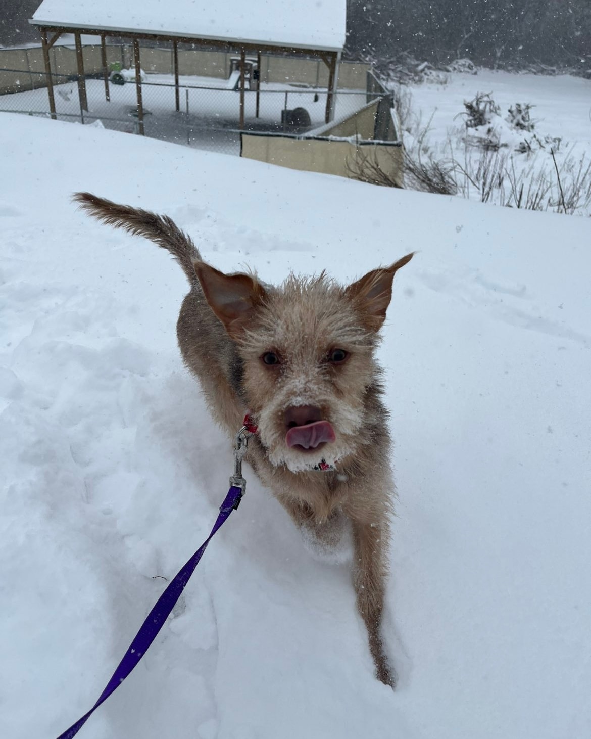 SNOW DOG?❄️
Rascal is a local, 10 month old Miniature Pinscher/Miniature Wire-Haired Dachshund Mix who loves playing in the snow! He has definitely been enjoying this snowy weekend playing in the snow and hanging out with kennel staff! He's smart, adorable, and ready to find a great furever home. He is choosy with other dogs, not sure about cats, and would be good with kids 12+ (could go lower with a meet and greet).
If you are ready to bring this snow dog home, you can submit an application at www.chemungspca.org/adopt