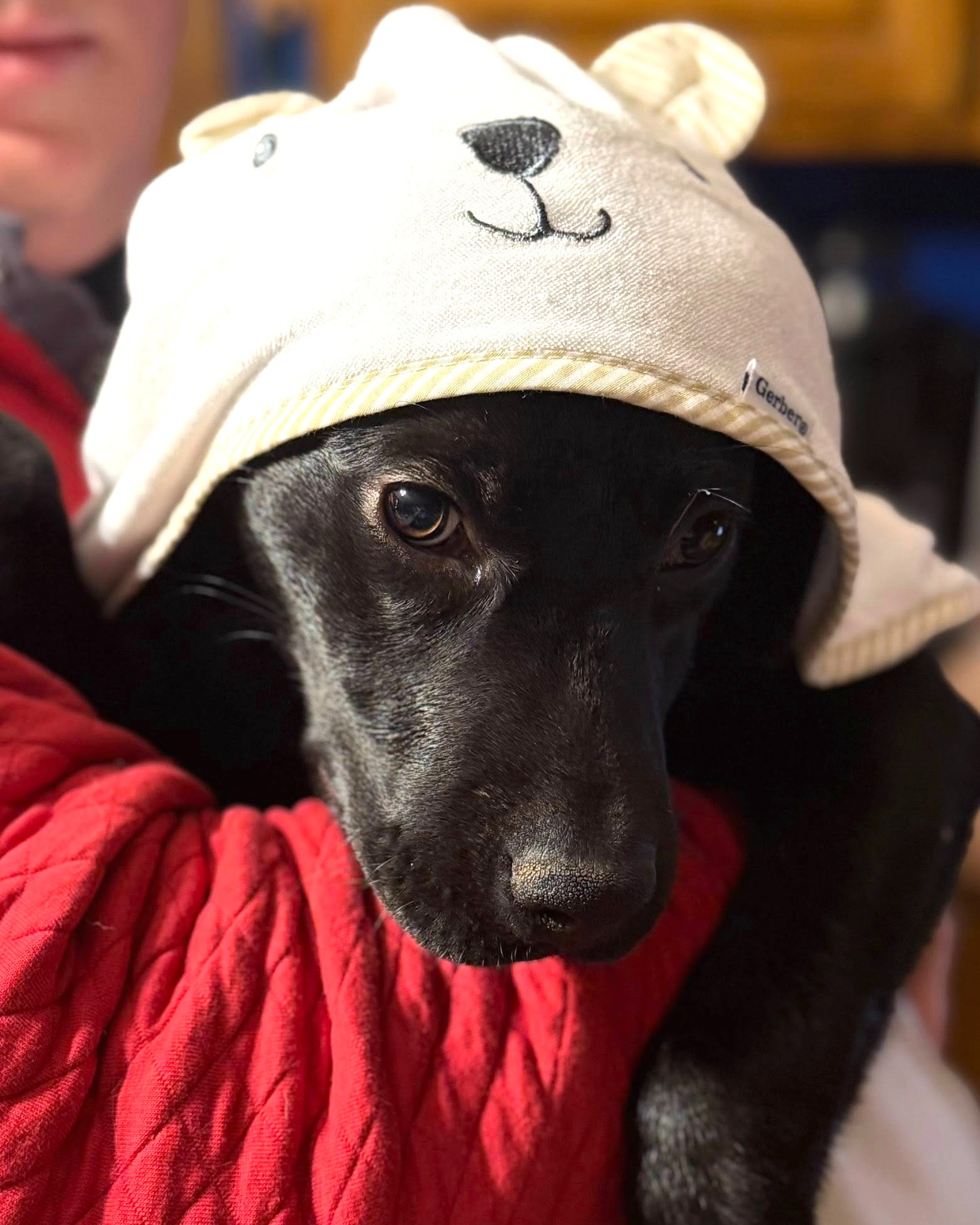 Adoptable Lilly wants to show off her post-bath attire 💅 Such a gorgeous little gal! She's 4 months old and everything you'd want and hope for in a puppy - playful, friendly with everyone, learning well, and... cuddly!
Learn more about her and apply through the link in our bio...
.
#adoptablepuppy #rescuepuppy #rescuedismyfavoritebreed