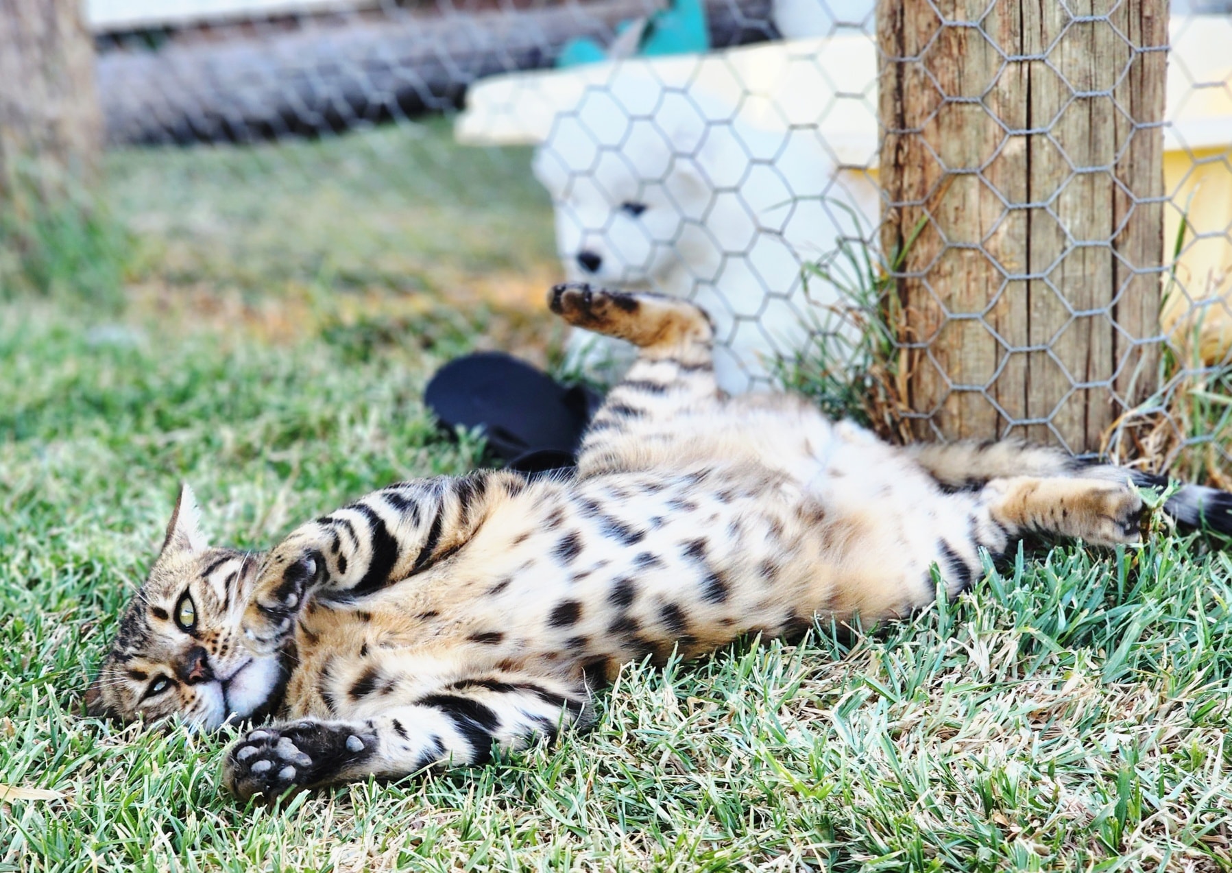Kip loves hanging out with the puppies โค๏ธโค๏ธ