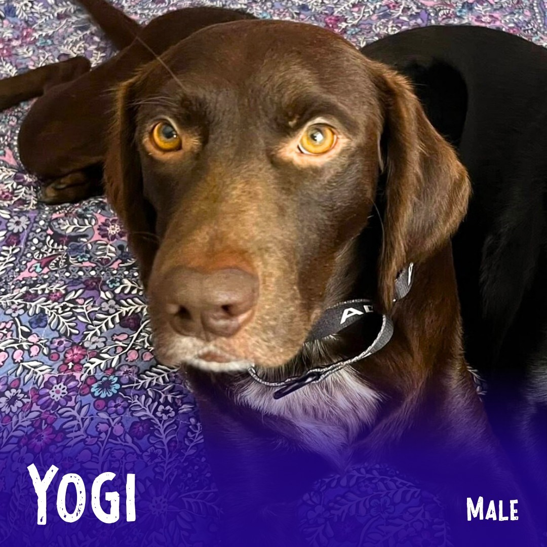 Adoptable Yogi is a happy 2 year-old boy that's excited to start his second chance at life as your family member! He loves getting some time to be a dog; sniffing about, running and playing with dog friends, and being a total goofball complete with silly expressions. He also loves some cuddle time, especially if you toss in some belly rubs! He’s so full of life and love, and we’re happy that he gets a chance to share it with some lucky person/family in New Hampshire, Vermont, or Maine (*due to some state’s regulations regarding transport of recently heartworm-positive animals, even though he has completed his treatment and is doing great). He’s good with other dogs and is gentle and loving with his humans, but he instinctively gets too excited for critters like chickens, so no small animals in his future home. He would thrive in a home that appreciates both his soft, cuddly nature and his fun, lively side.
Learn more about him and apply through the link in our bio...
.
#adoptabledog #rescuedog #rescuedismyfavoritebreed