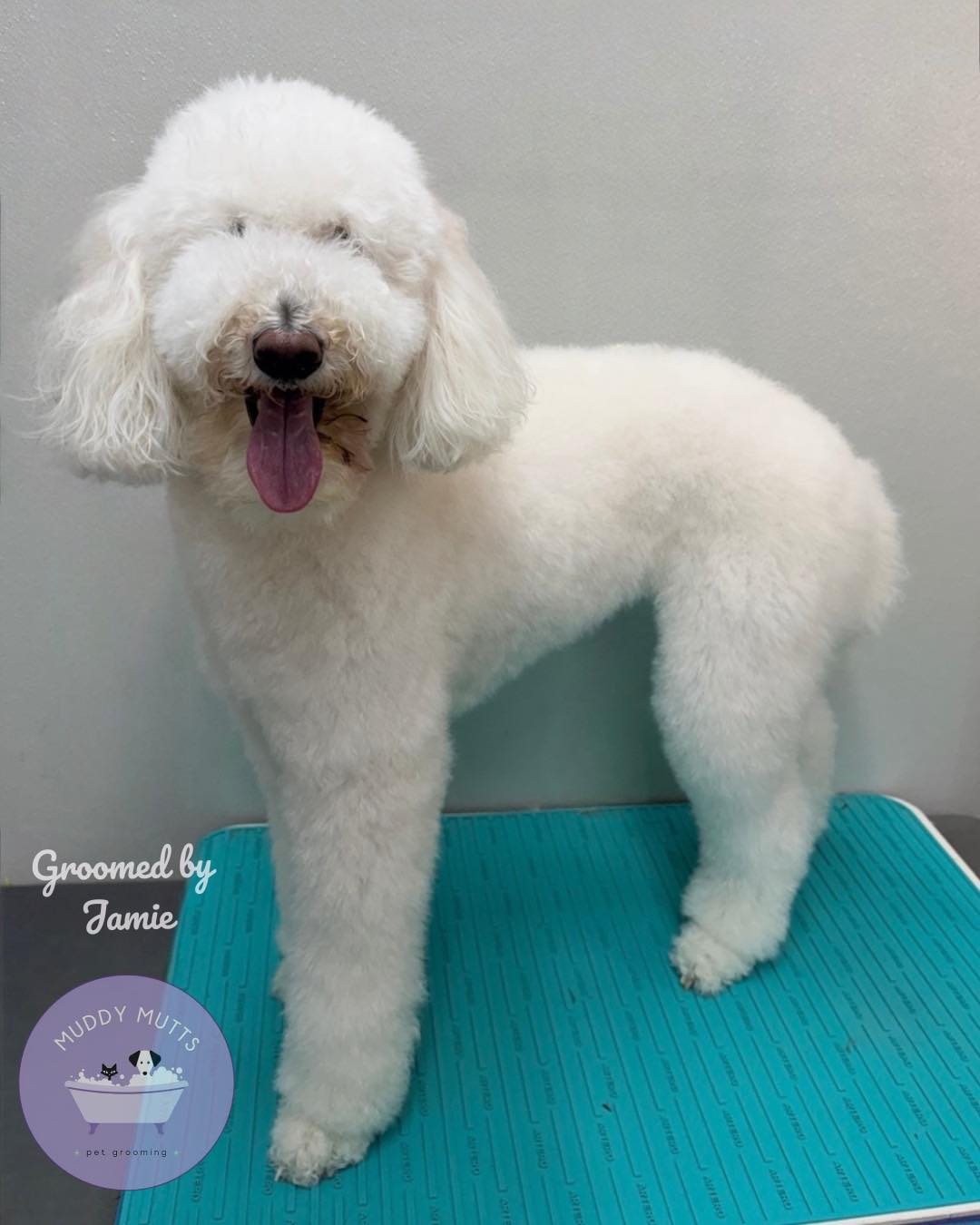 Transformation Tuesday!
Yuki got a whole new look ❤️🐾 Groomed by Jamie ✂️✨