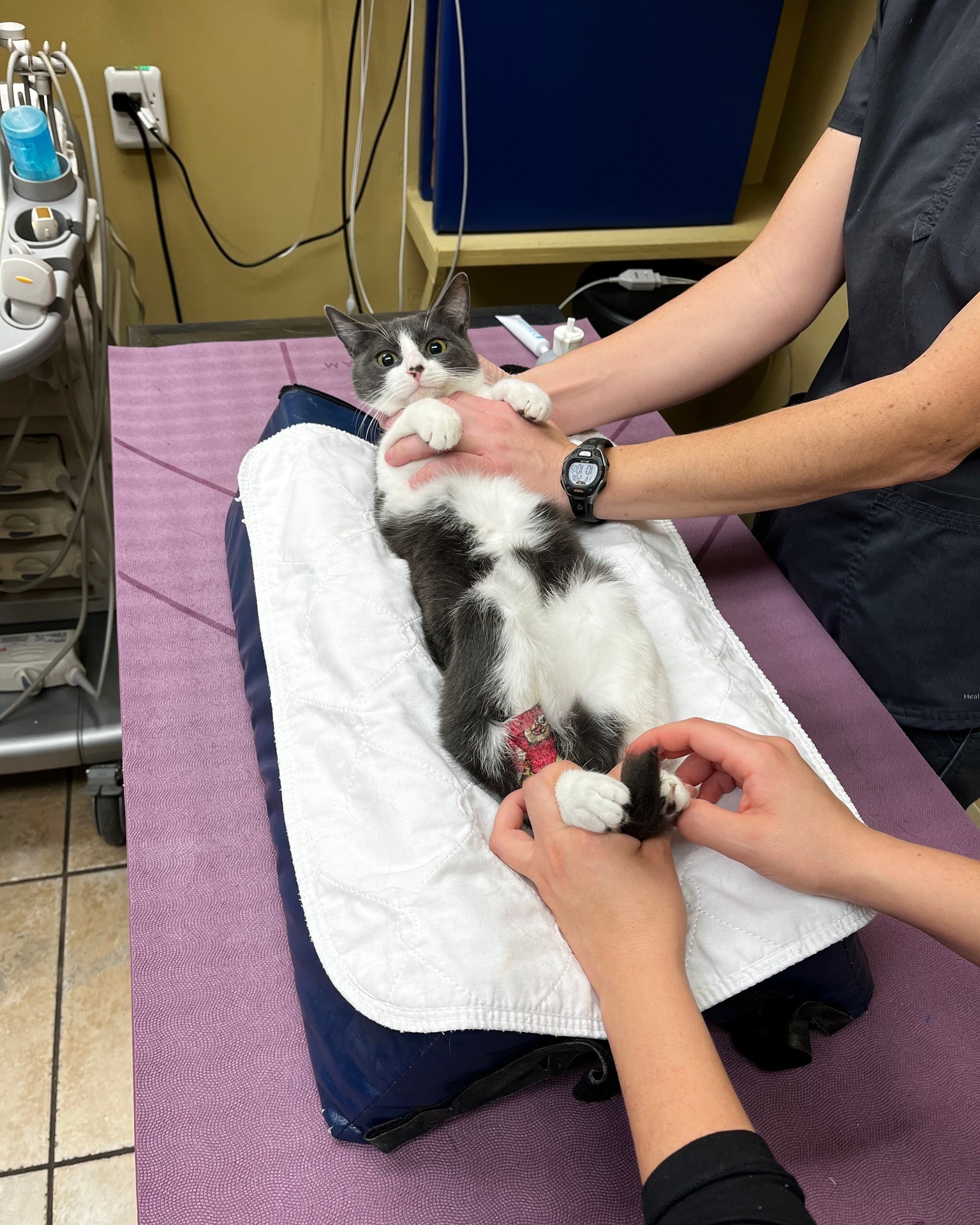 Another day, another doctors visit for our sweet boy, Barrett! The AMAZING folks over at We Are Veterinary Education (WAVE) and Animal Imaging in Irving performed an abdominal ultrasound in an attempt to locate the cause of his digestive hypermotility after prior T4 and baseline cortisol tests returned normal. His scans have been sent for review, and we are hopeful that we will have answers for Barrett soon!
For those new to his journey: Barrett is a 9-month-old kitten with a rare medical condition called megaesophagus, which affects his ability to swallow and keep food down. He has to eat while standing vertically and be held upright for 15 minutes after each meal to help him digest. You can donate towards his care at dfwhumane.com/guardian-angel-fund
