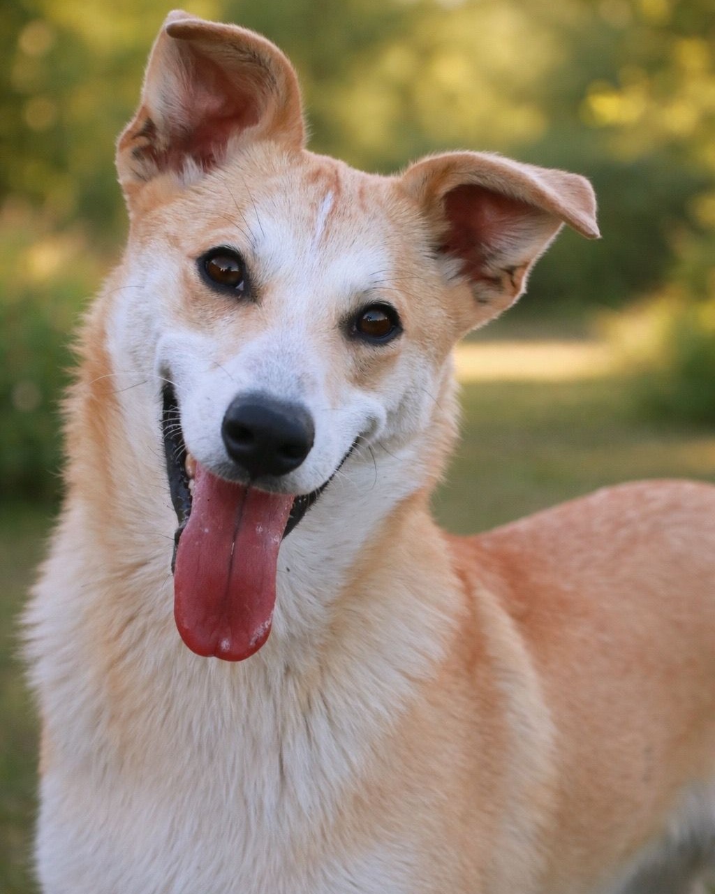 That smile says it all 🥰 Bingo was a total dream during his weekend foster stay and proved he’s ready to be the perfect addition to just about any home. Handsome, happy, and adoptable- come meet your new best friend!
📧 Interested in adopting? Email: adopt@dfwhumane.com
📍 4140 Valley View Lane, Irving, TX 75038
🕐 Hours: Tues–Fri 11am–6pm | Sat 10am–5pm