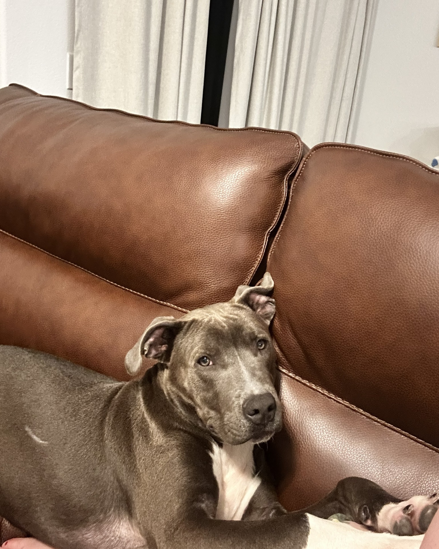 Stanley is back from his winter vacation and ready to find his furever home! 💖 His foster family paid his adoption fee in hopes that he finds the loving home that he deserves. He is a sweet and energetic pup who did great at bathtime and wasted no time making himself comfortable on the beds and couches 😹 Stanley is very food-motivated and incredibly smart! This awesome pup already knows "Sit", is working on "Shake," and knows to go to the door when he needs to go outside. His fosters also share that Stanley is very affectionate and will give you all the love- especially if you give him cuddles, kisses, and belly scratches. Let's get this sweet boy in a family!
📧 Interested in adopting? Email: adopt@dfwhumane.com
📍 4140 Valley View Lane, Irving, TX 75038
🕐 Hours: Tues–Fri 11am–6pm | Sat 10am–5pm