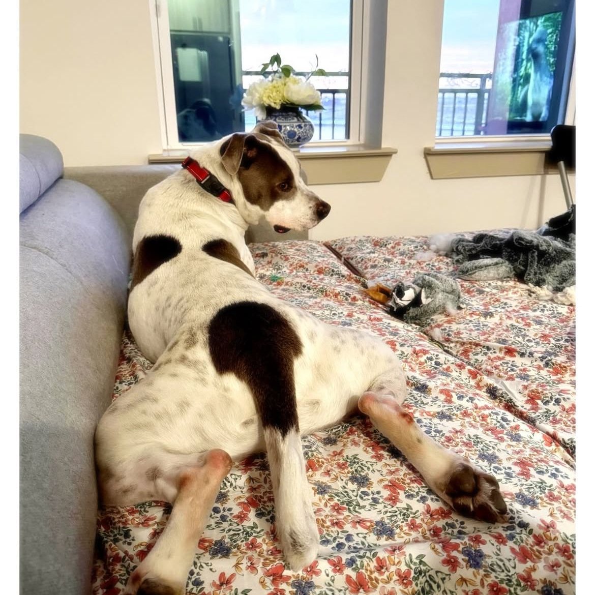 Nearly two years is far too long for a dog like Kyle to be waiting in the shelter 💔 Thanks to his winter weekend foster, we got a glimpse of who Kyle really is outside the shelter. And wow, did he shine. He went straight to the couch to cuddle, spent all of his time giving kisses and love, waited patiently while meals were prepped, and made it very clear that his preferred place to be is wherever his person is.
The only barrier to finding a family for this precious boy has been that he needs to be the only pet in the home. After nearly two years with us, this sweet boy is more than ready for someone to take a chance on him, and we promise he has so much love to give. If you aren't in a position to adopt, PLEASE share his story- we have seen what the power of community can do for our shelter pets, and hope that we can come together to change Kyle's life.
📧 Interested in adopting? Email: adopt@dfwhumane.com
📍 4140 Valley View Lane, Irving, TX 75038
🕐 Hours: Tues–Fri 11am–6pm | Sat 10am–5pm