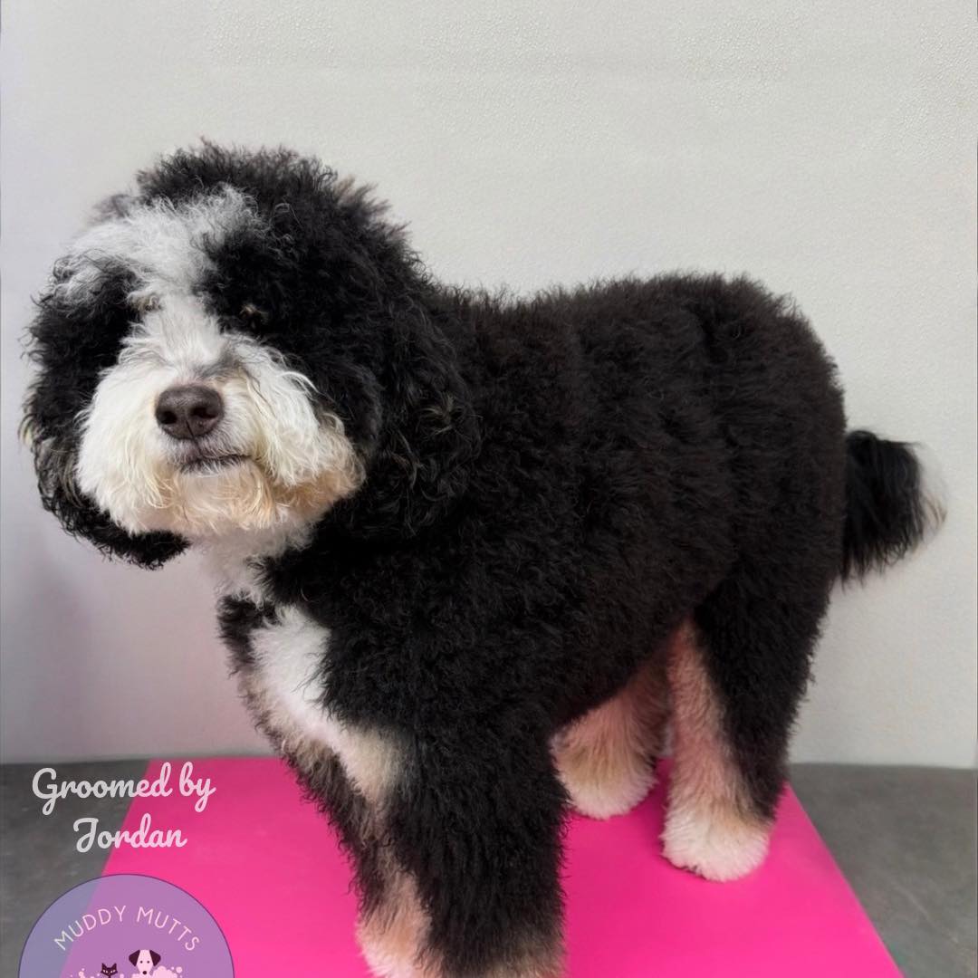 Transformation Tuesday!
Lucy came in to neaten up her winter coat ✂️❤️ Groomed by Jordan✨