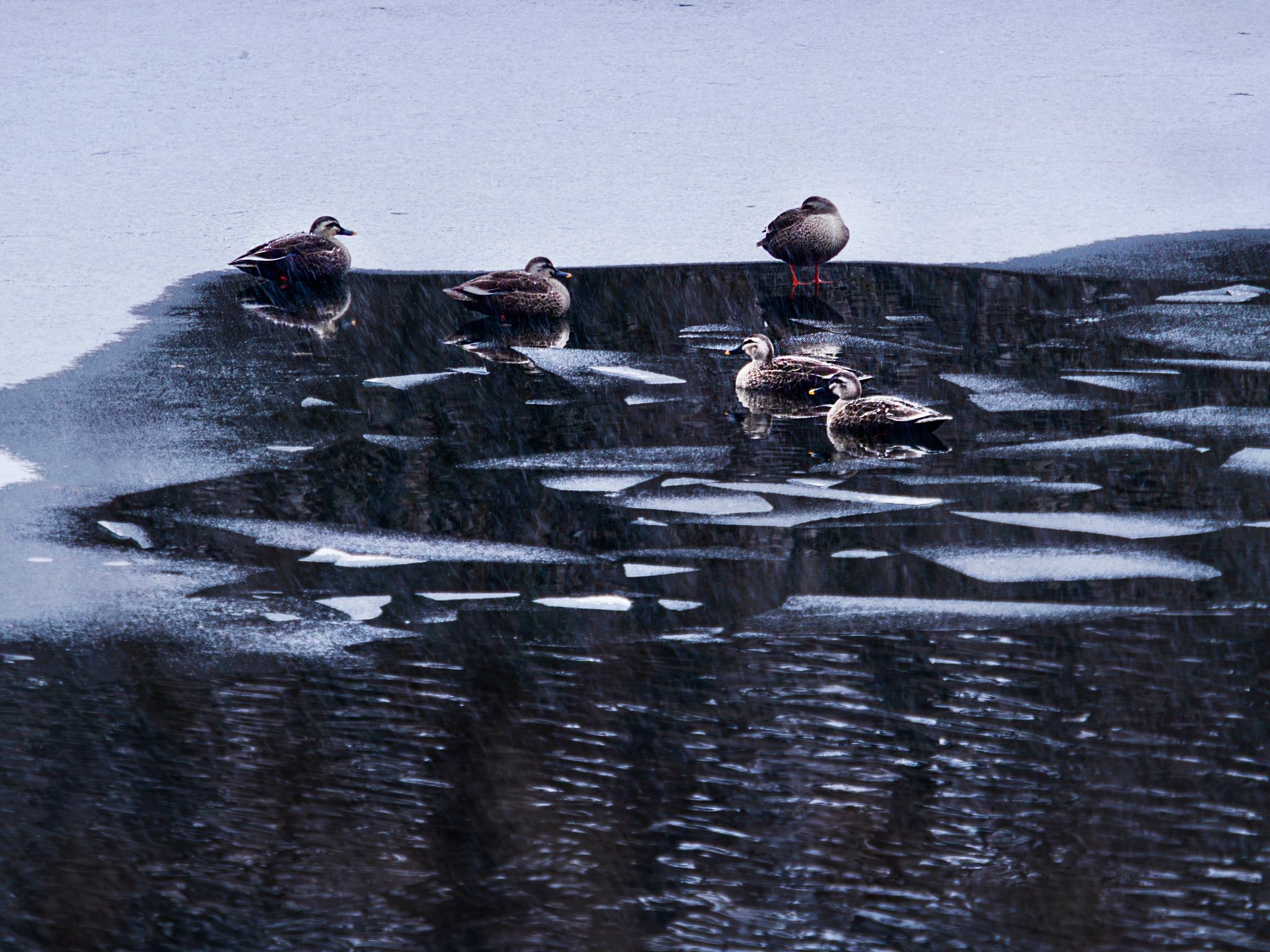 引きこもりの私を誘ってくれる二人と朝活w
撮影途中から雪が☃️
#竜神池