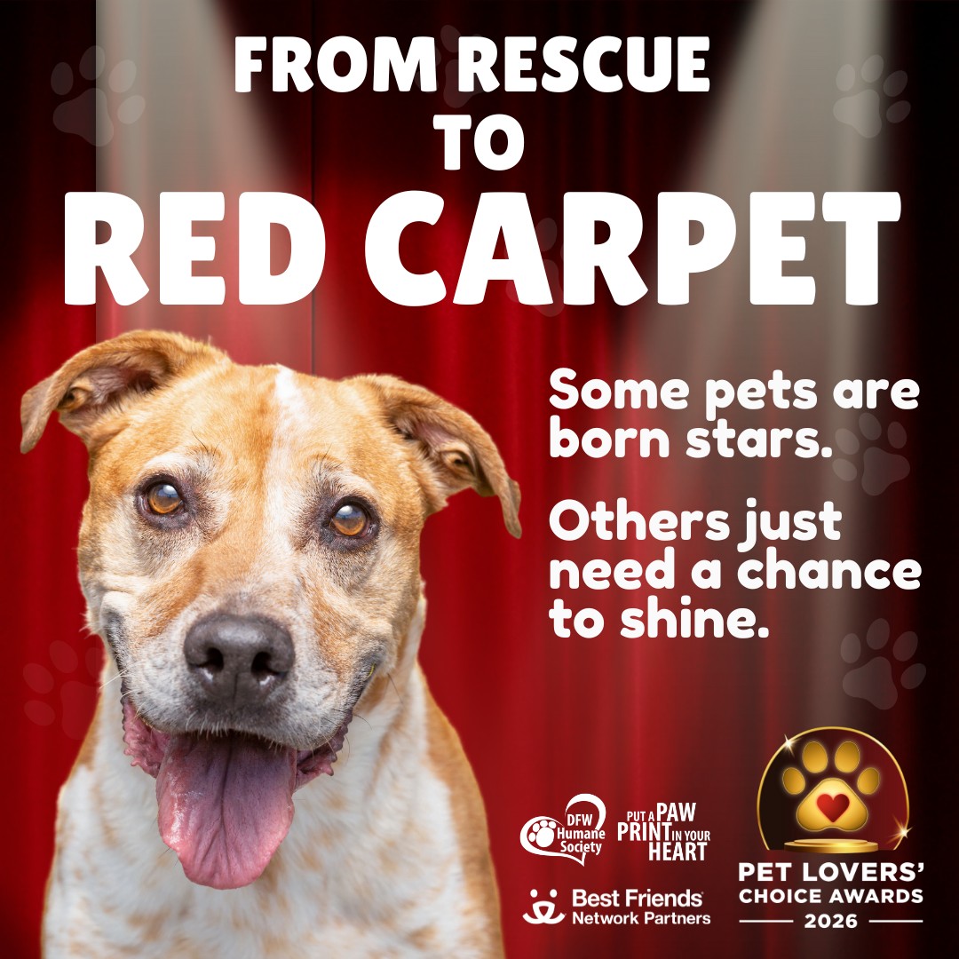 DFW Humane Society Adopters- we need your help!
The first ever Pet Lovers' Choice Awards are only open for 11 MORE DAYS, and your adopted pets can help DFW Humane Society win a share of $100,000 in grants just by entering!
✨ Pick a category to submit your pet into- whether you think they're Best Vocalist or your Senior Sweetheart, you get to choose where you think they would shine. Plus, it’s FREE to enter!
✨ Make sure you select DFW Humane Society of Irving, Inc. during submission
✨ Once voting starts, rally votes for your pet and help us climb the leaderboard!
Let’s show the nation how incredible our shelter alumni are 💖💖
Submit your pet at the link below:
https://petloverschoiceawards.com/