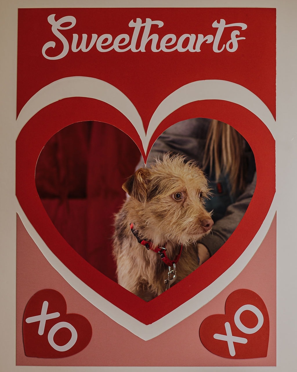 SHY LITTLE RASCAL?❤️
Rascal is a local, 10 month old Miniature Pinscher/Miniature Wire-Haired Dachshund Mix. He's smart, adorable, and ready to find a great furever home. Rascal can be a little shy when meeting new people, but once he knows you, he will love you furever! He is choosy with other dogs, not sure about cats, and would be good with kids 12+ (could go lower with a meet and greet).
If you are ready to bring home this sweet, shy boy, you can submit an application at www.chemungspca. org/adopt
**Photos taken by Like Magick Photography