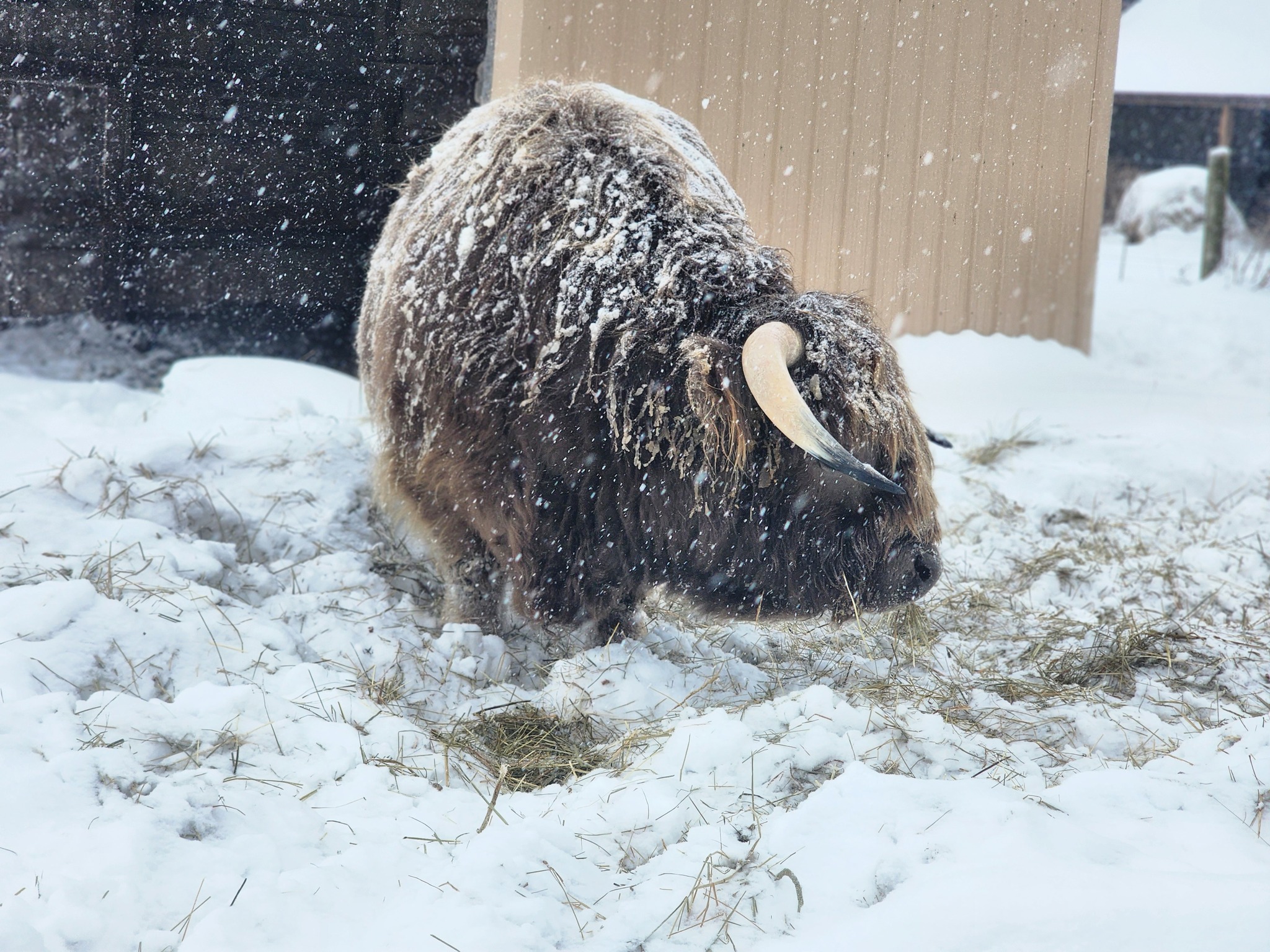 Snowocolypse photo dump
#TheShireFarm #OhioFarm #LocalFarm #FamilyFarm #PastureRaised #ShopLocal #KnowYourFarmer #snowocolypse2026