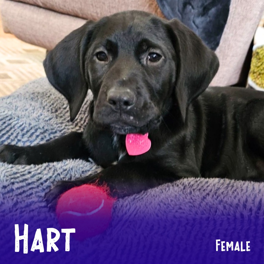 Adoptable Hart is a darling 11 week-old that is... all heart! Her mom is a yellow Lab and her dad is a German Shorthaired Pointer (both have homes and mom is now spayed), so she's obviously excited to see what all the New England seasons have in store for her! She's adorably cuddly, and having a great time playing with her sis and all the toys while they settle at their foster home and await their own forever families. She's doing great with her crate and potty training practice and is friendly with everyone 🥰
Learn more about her and apply through the link in our bio...
.
#adoptablepuppy #rescuepuppy #rescuedismyfavoritebreed