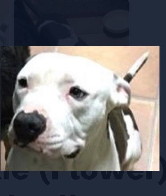 Frankie (Flower) is a male Pit Bull Terrier known for his sweet, loving, and playful nature. He weighs 55–60 pounds, making him a good medium-sized dog. Frankie gets along well with other dogs and enjoys playing with them if they’re interested. He is affectionate, housetrained, spayed, and up to date on his shots. He is also great with kids, though his compatibility with cats is not confirmed. Frankie would make a wonderful companion for a family or an individual looking for a playful and loving pet. He is 5 years, 9 months old. For a meet up, submit an online adoption application at codysfriendsrescue.org or https://www.wagtopia.com/search/pet?id=2136410&name=Frankie+(Flower)+AKA+Charlie