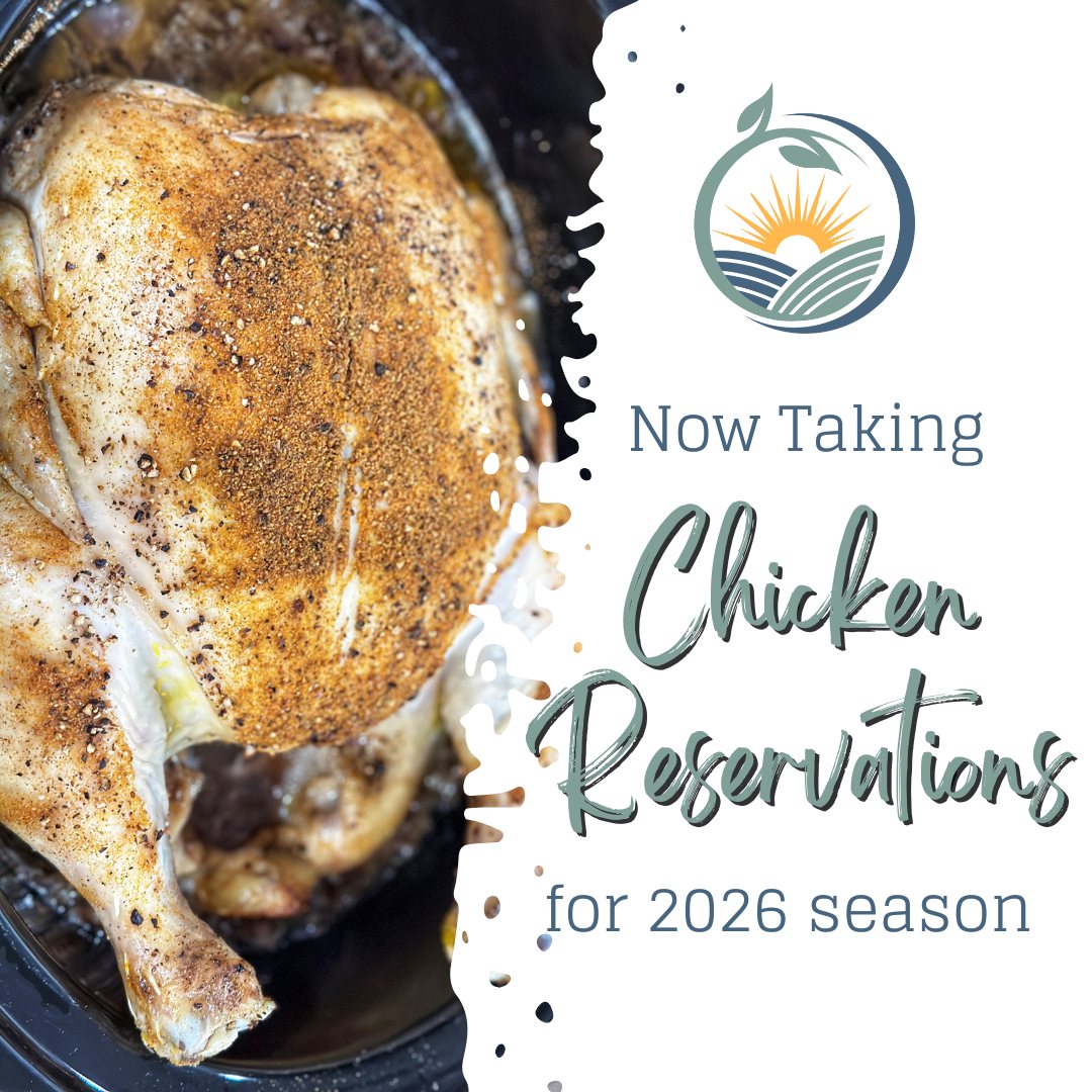 We are now taking 2026 chicken reservations! 🐔 This year, we are raising ~200 chickens, but over half are already reserved, so do not wait!
Reserving is easy!
Fill out the form at 👉 countycornerfarm.com/chickens
OR send us a Facebook Message! 💬
💲 $5.00/lbs (chickens typically weigh 5-9 lbs. - you choose weight preference) || $5/chicken deposit to reserve. Price is discounted to $4.75/lbs for orders of 30+ chickens
👨👩👧👦 One chicken typically makes 2 FULL DINNERS with leftovers for our family of five
🍗 Farm-to-Table Pure Meat || non-GMO, antibiotic-free, pasture-raised, free-range, no preservatives
🚚 We deliver to most of Wabash, Grant, and Huntington Counties, along with one set date to northern Indianapolis
💛 Support a family-owned small business
😋 Seriously delicious!