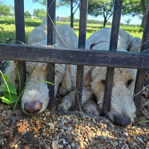 Fritz (in the blue collar in the joint pictures) is a lovable Goldendoodle with a sweet heart, a playful nature, and an endless supply of affection. He’s spent his whole life with his brother Max, and while they adore each other, they’ve also learned a bit too much mischief together. After lots of thought, it’s been decided that separating the boys will give each of them the chance to truly thrive as individuals.
Fritz is high-energy, curious, and playful- always ready for fun, exploration, or a good romp. On the flip side, he is especially snuggly and affectionate, happiest when he’s curled up with his people soaking up attention. He’s a true lovebug at heart. He is 3 years old.
He’s not fully housebroken yet, but this is expected to improve quickly once he’s on his own and not “untraining” alongside his brother. Fritz is a bit of a goofy guy- he would rather play, but is eager to please and absolutely trainable with consistency, patience, and positive reinforcement.
Fritz would do best in an active home that can give him structure, exercise, continued training, and plenty of cuddles. With the right guidance, he’s going to be an amazing companion.
For a meet up, submit and online adoption application at codysfriendsrescue.org. Or https://www.wagtopia.com/search/pet?id=2628454&name=Fritz