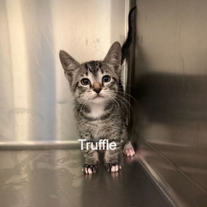 Meet Truffle and Scone- two precious kittens at our PetSmart Irving Adoption Center now! Don't let their scraggly pics fool you, these babies are as cute as can be, and as sweet as their names suggest 🍪 PetSmart adoptions are processed from 9am-5pm every day of the week, so swing by and meet these sweethearts today ❤️
📍4005 W Airport Fwy, Irving TX