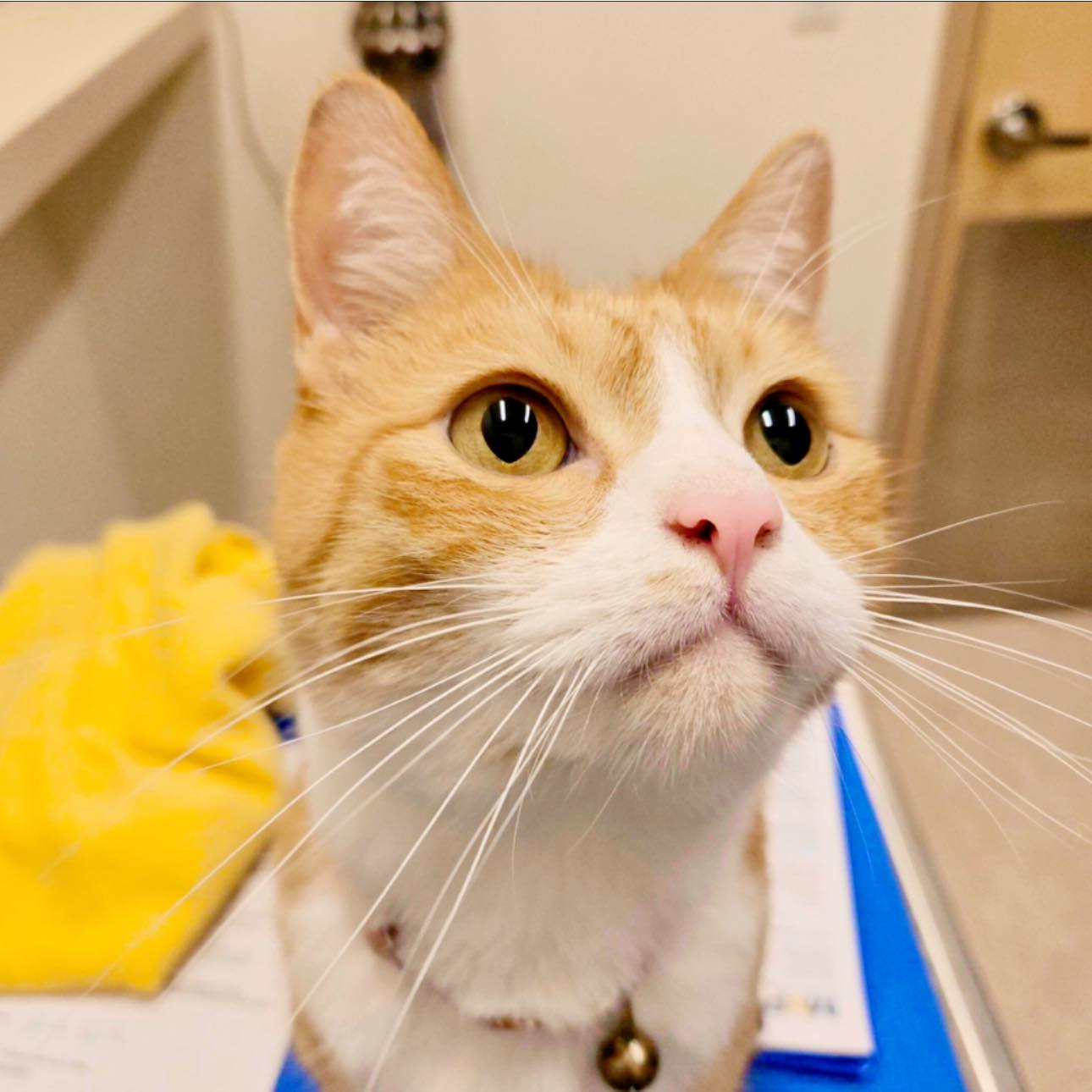 Whiskers for days