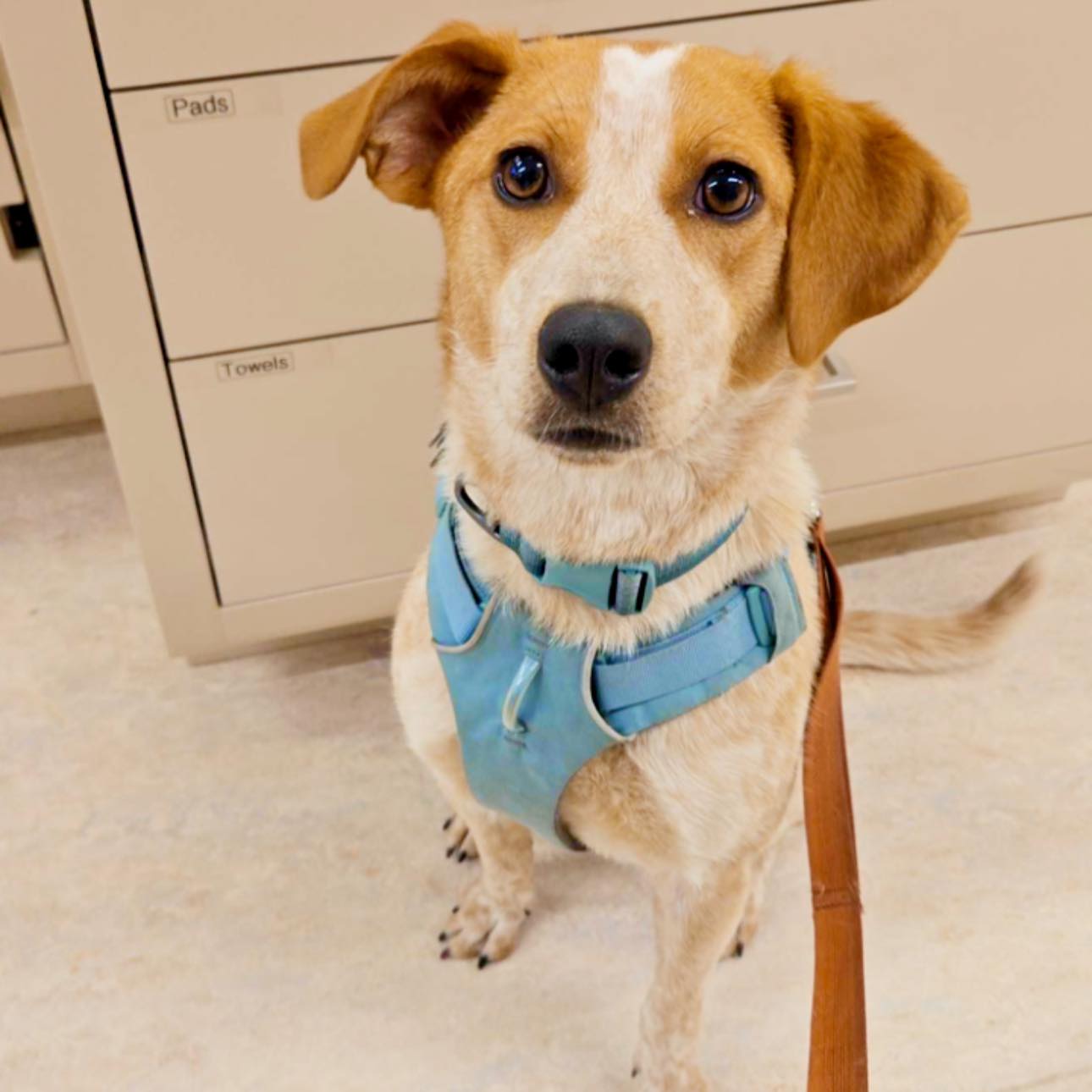 MVP staff meeting agenda:
1. Tell this dog they’re perfect
2. Mean it
3. Give treats immediately
#MainstayVet #MVPPets #DogsofInstagram #CuteDogs #VetLife #VeterinaryMedicine #Petstagram #DogLovers #AnimalHospital #GoodDogEnergy #NorthernVirginiaPets #FairfaxVA #RescueDog #StaffFavorite