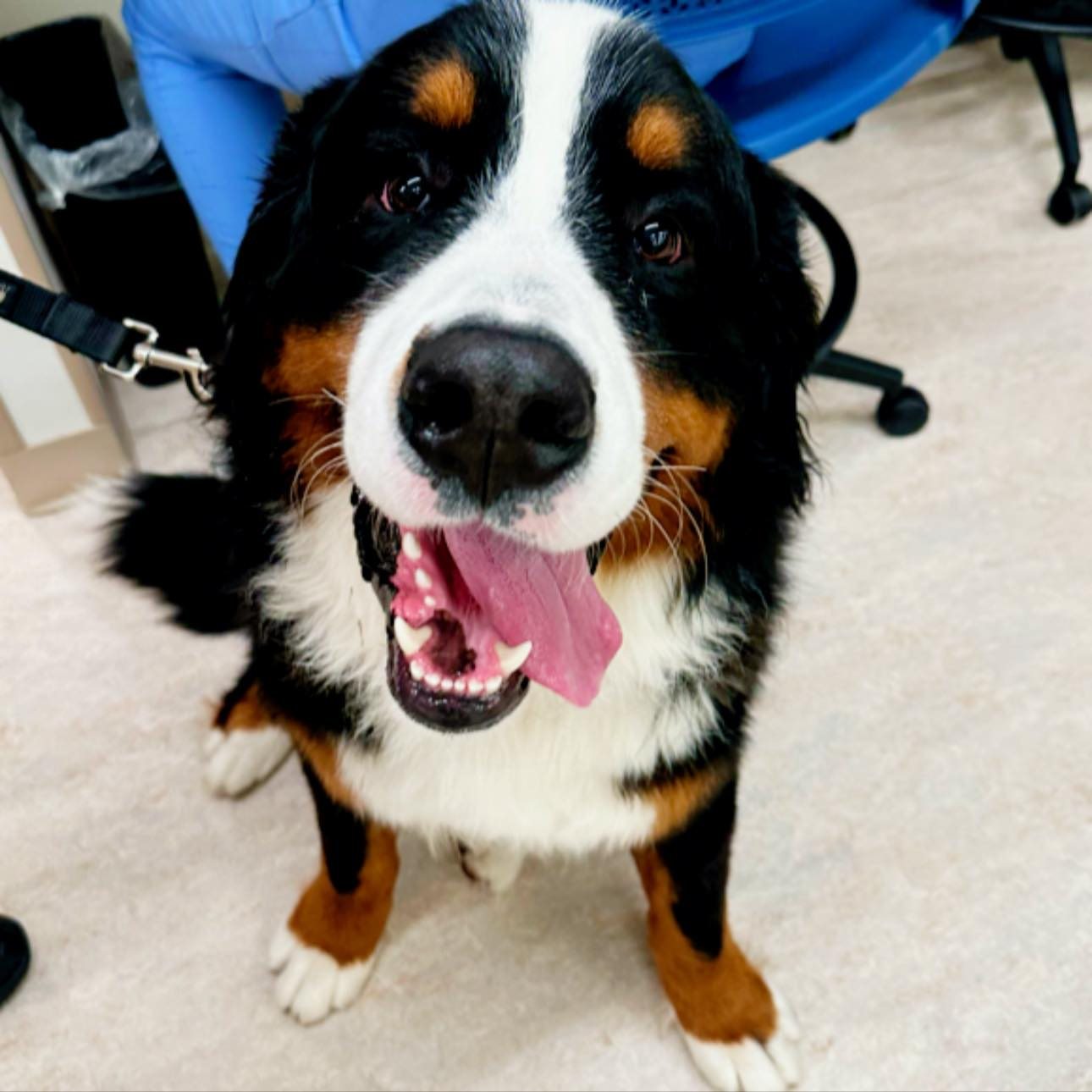 Things Hank is thinking about:
Treats
Fun
❤️ Making new friends
That’s it. That’s the list.
#MainstayVet #MVPPets #Hank #BerneseMountainDog #DogsofInstagram #FunnyDogs #HappyDog #VetLife #VeterinaryMedicine #Petstagram #AnimalHospital #NorthernVirginiaPets #FairfaxVA