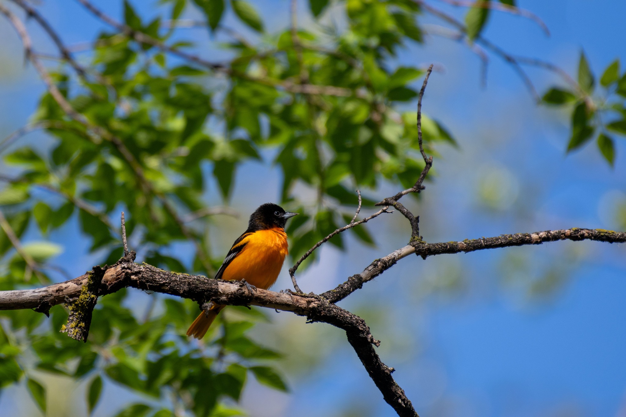 Some days, one disappointment can feel louder than all the love surrounding us.
This week on my blog, I share how an unexpected moment watching the birds became a powerful reminder from Matthew 6:26: if God faithfully cares for the sparrows, how much more does He care for you.
If you're feeling overwhelmed, weary, rejected, or simply in need of encouragement today, this message is for you. Read the full blog through the link in my bio.
#wholenessrestored #eirowellness #trauma #anxiety #fatigue #overwhelm #hypervigilence #nervoussystem #dysregulatednervoussystem #nervoussystemhealing