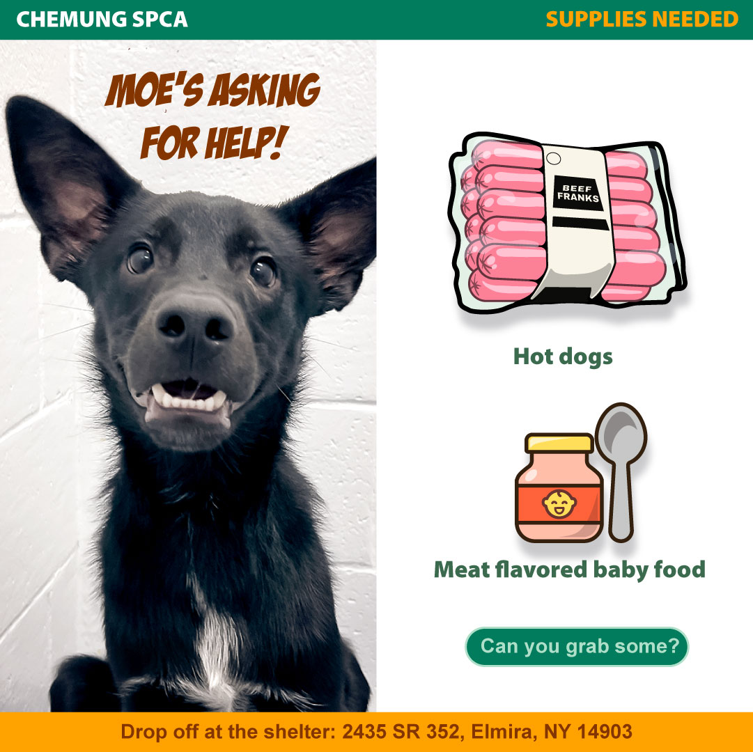 Moe needs snacks with a job to do. ?
Hot dogs + meat-flavored baby food help us medicate, motivate, and comfort animals like him through exams, grooming, and everyday stress.
Running low, can you help restock?
? Wish list link in bio.
#ChemungCountySPCA #ShelterSupplyDrive #SupportYourShelter #AdoptableDogs #ShelterLife