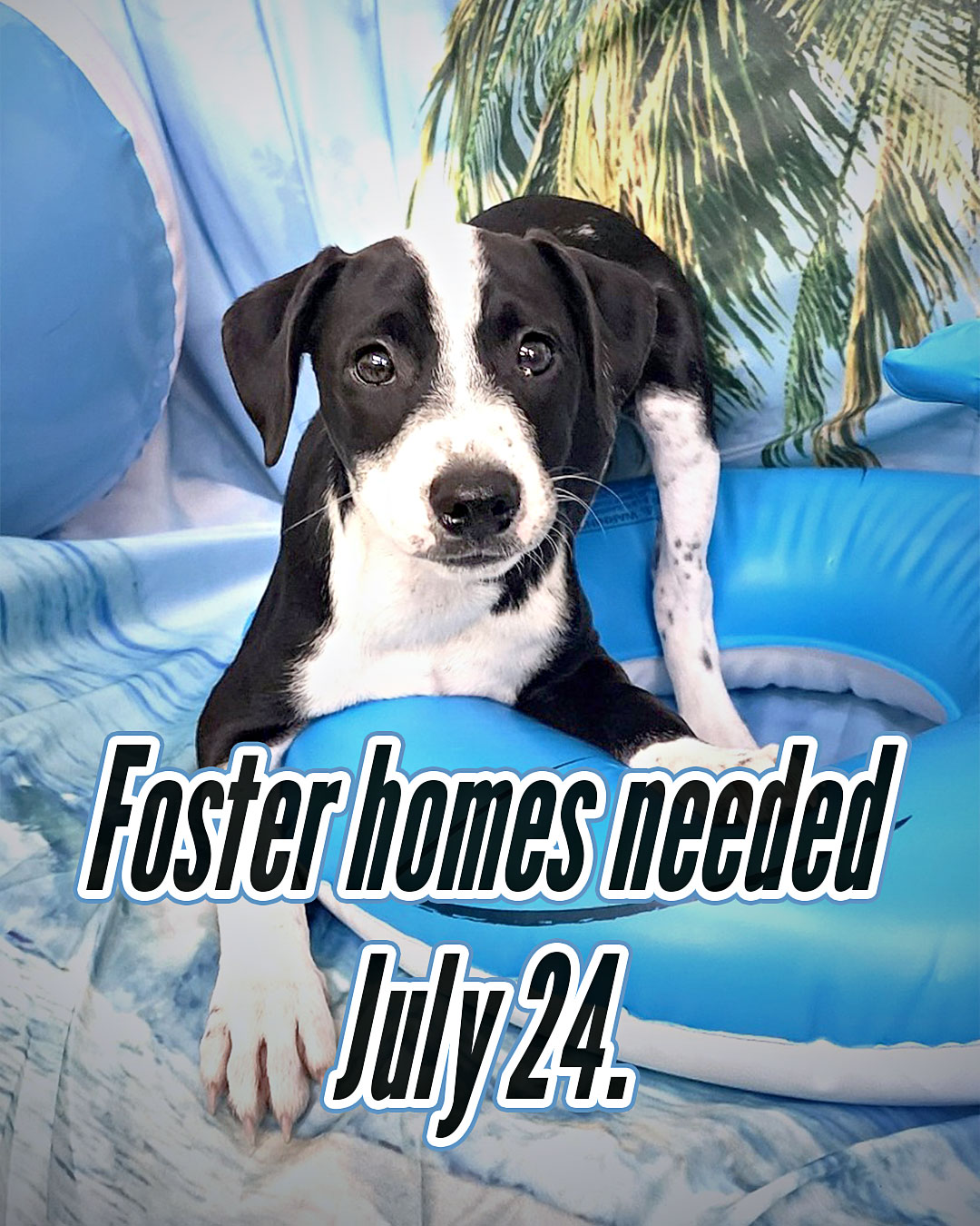 Our July 24 puppy transport is coming up, and we still have foster spots to fill.
The commitment is short: one to two weeks. The supplies are on us. The puppies just need somewhere warm to land while we get them ready for adoption.
Fostering with us is almost always puppy-focused, so if that's your thing, this is the call you've been waiting for. Application link is in our bio. Get in before the 24th.
#fosteringsaveslives #fosterdog #rescuepuppies #shelterpuppies #fosterneeded #chemungcounty #chemungcountyspca #elmirany #southerntier #puppies