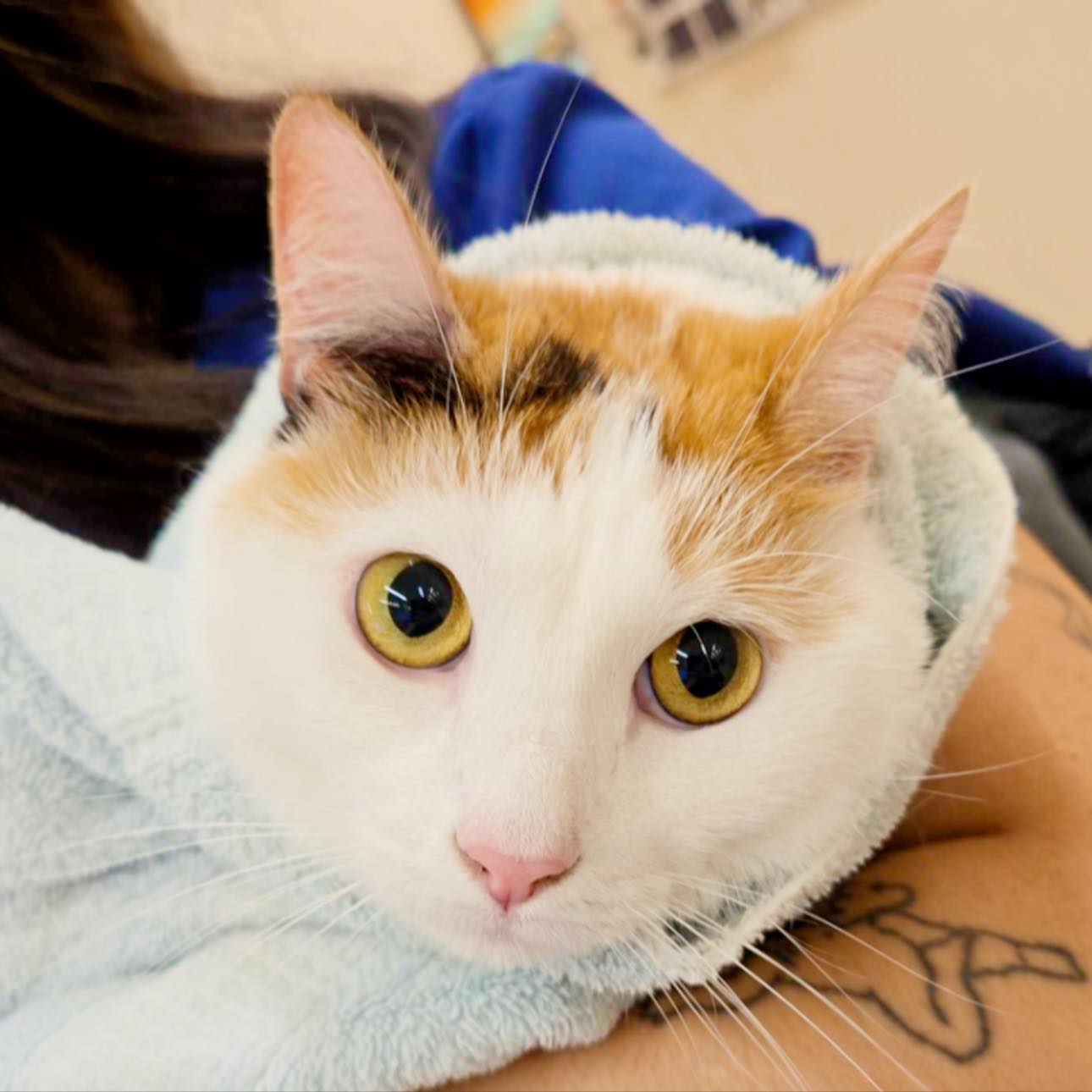 Snowflake came to MVP looking like the world’s cutest little burrito.
11/10. Would cuddle immediately.
#MainstayVet #MVPPets #Snowflake #CatsofInstagram #CatBurrito #CuteCats #VetClinic #VeterinaryMedicine #PetCare #AnimalHospital #NorthernVirginia #FairfaxCats