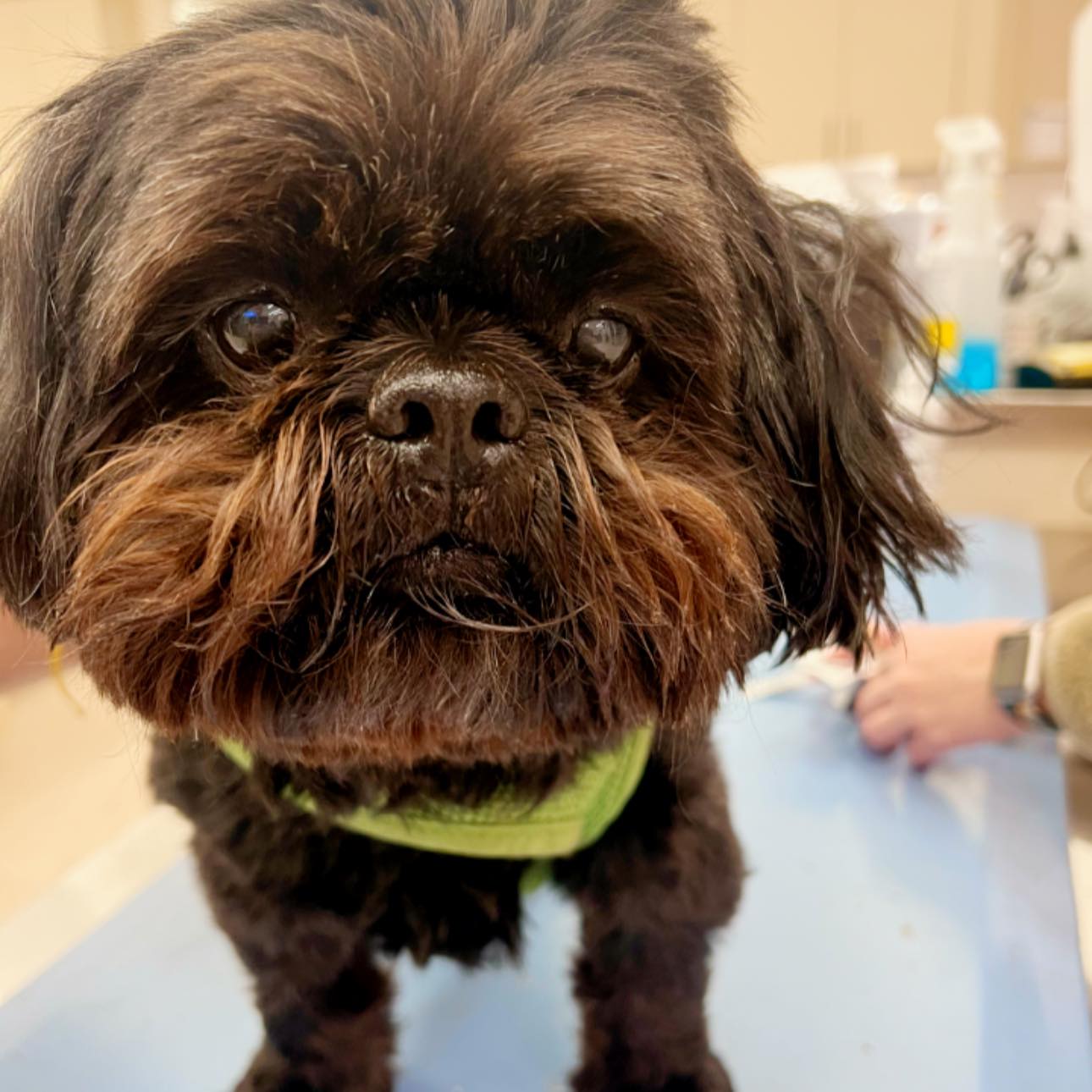 That face when they say, “This won’t take long.”
#MainstayVet #MVPPets #Wally #VetVisit #DogHumor