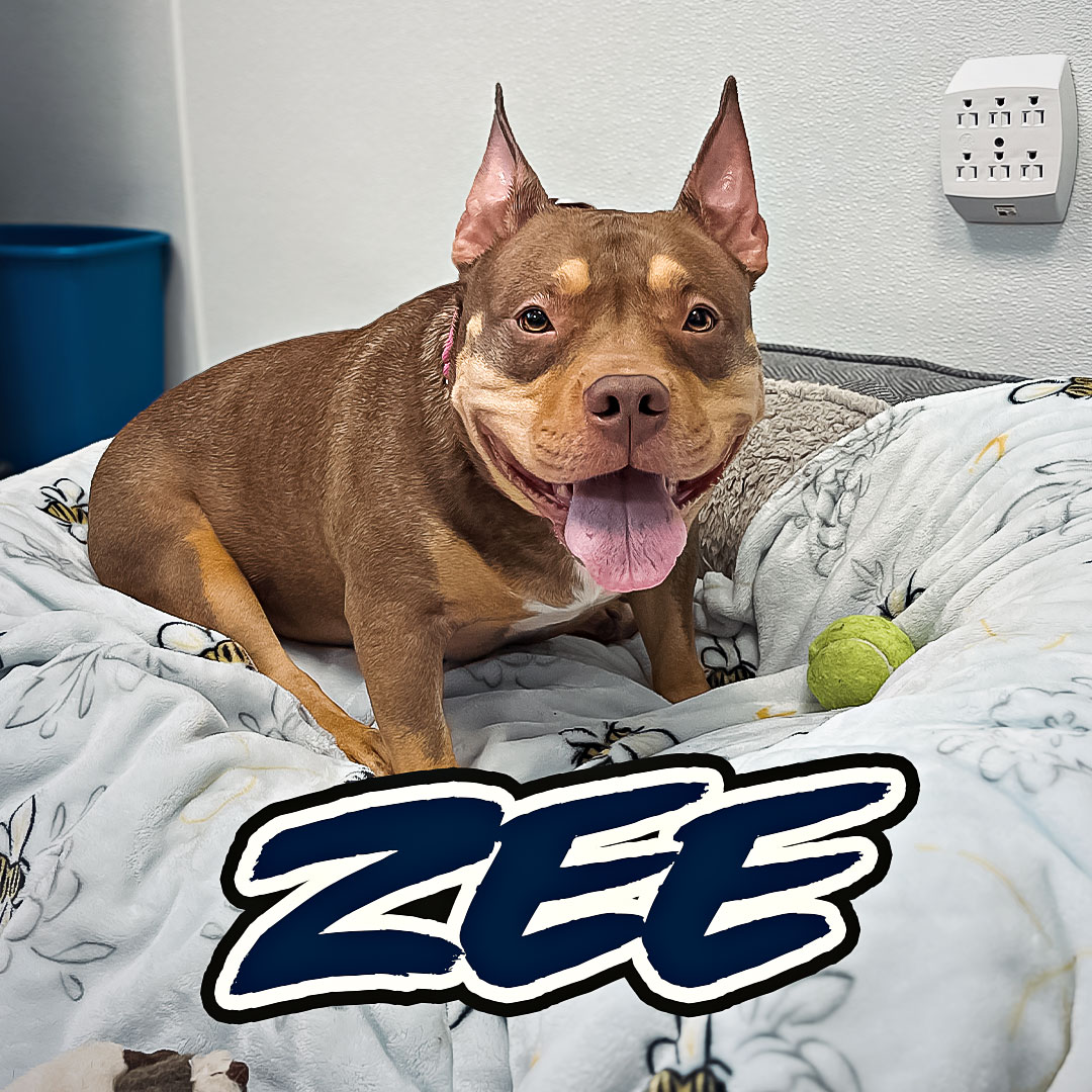 Zee has one gear: amble. This 2-year-old mixed breed (bully vibes, gorgeous frame) would rather sniff every leaf on the block than power walk anywhere. Hand her a tennis ball, though, and she'll surprise you.
Basically a house hippo: chill, cozy, low drama. Zee's the dog you want parked next to you on the couch, not bouncing off the walls.
She's choosy about her dog friends, so a meet and greet helps us find her perfect match. Her history with cats is unknown, so we'd introduce any resident cats carefully too. Kids 6 and up are a great fit, and we're happy to set up a meet and greet for younger kids.
Link in our bio to meet her.
#AdoptableDog #ChemungCountySPCA #ShelterDogsOfInstagram #MixedBreedMagic #HouseHippo #ElmiraNY #MeetYourMatch