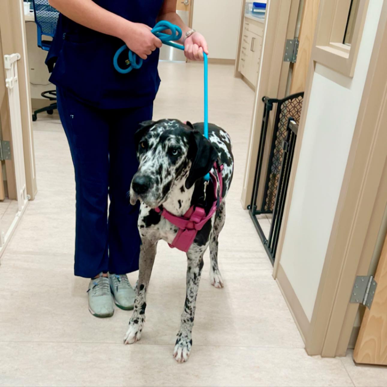 Built like a horse. Acts like a lap dog. Meet Dolly.
#MainstayVet #MVPPets #GreatDaneLove #GentleGiant #Dolly #DogLife #VetMed
