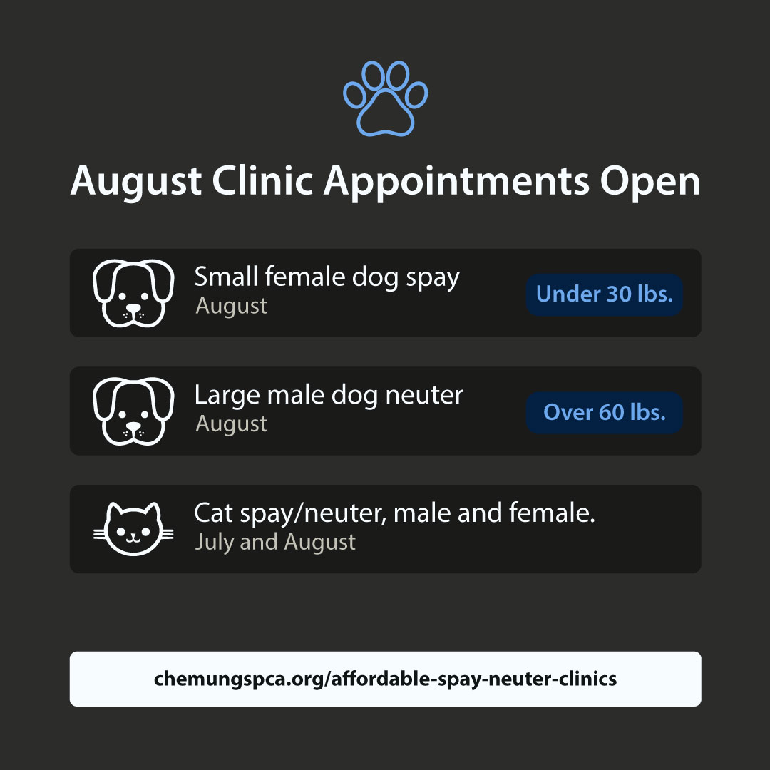August spay/neuter slots just opened, and there's something for a few different pets this time.
Open now:
? Small Female Dog spay (under 30 lbs) — August
? Large Male Dog neuter (over 60 lbs) — August
? Cat appointments, male and female — July and August
If your pet fits one of these categories, don't wait. Slots like this fill fast. Link in our bio to book.
#ChemungCountySPCA #ElmiraNY #SpayNeuter #AffordableVetCare #PetHealth #ShelterMedicine #ResponsiblePetOwnership