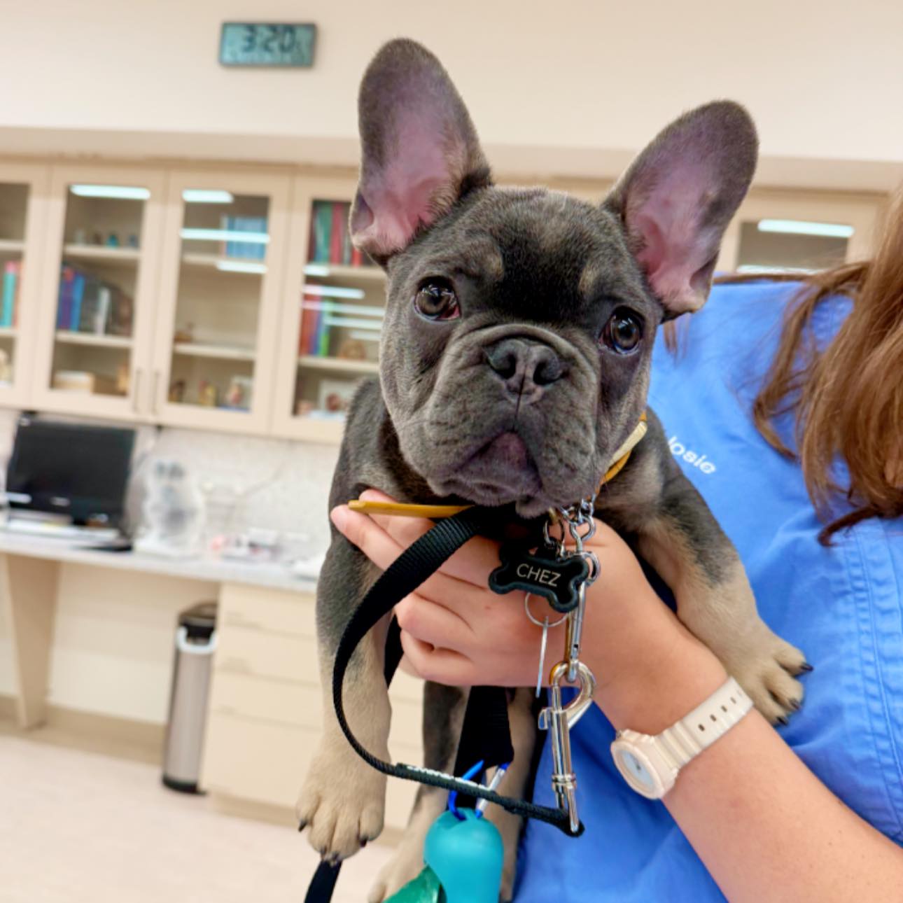 MVP staff meeting agenda:
1. Admire Chez’s ears
2. Admire them from another angle
3. Confirm they’re still perfect
#MainstayVet #MVPPets #Chez #FrenchBulldog #Frenchie #DogsofInstagram #VetLife #VeterinaryMedicine #Petstagram #DogLovers #AnimalHospital #NorthernVirginiaPets #FairfaxVA