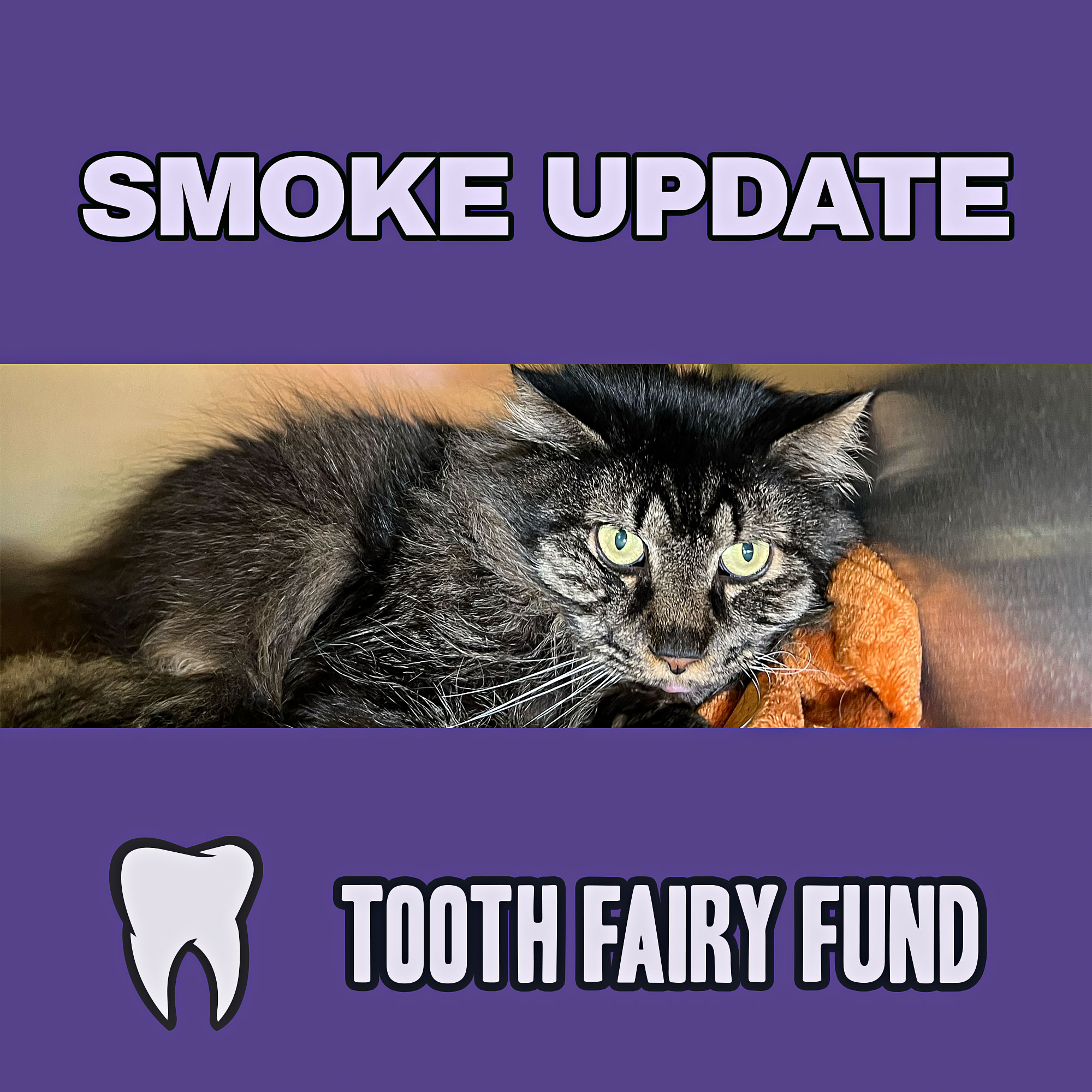 Smoke is home. ?
He came through his procedure at Cornell and is back at the shelter, adjusting to life with far fewer teeth than he started with.
His care isn't finished. His jaw X-ray (swipe to see it next to a normal cat jaw) showed some bone changes suggesting a possible infection, so he's on antibiotics now, with his team watching closely and possibly another trip to Cornell ahead.
The good news? Smoke seems to be in good spirits, minus some strong opinions about his current lack of toys.
Thank you to the Tooth Fairy Fund donors making his ongoing care possible. More updates as Smoke continues to heal.
#ChemungCountySPCA #ToothFairyFund #ShelterCats #ElmiraNY #RescueCat #SupportYourShelter #CatsOfInstagram