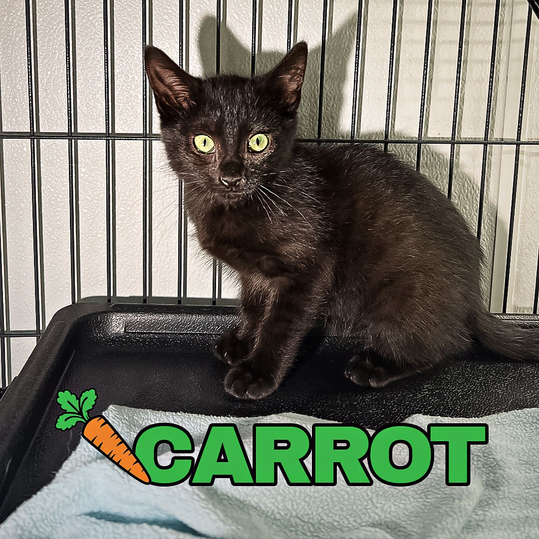Carrot ?, Broccoli ?, and Bell Pepper are 2 months old and slowly realizing the world is basically one big toy. Broccoli's the only boy in the bunch, outnumbered by his sisters two to one.
Give them a second to warm up, then watch the switch flip. Playful, a little chaotic, all curiosity. They're comfortable with kids, cats, and dogs, so they'll fit right in pretty much anywhere.
They don't have to go home as a set. Come meet all three and see who catches your eye.
Ready to meet one of them? Link in our bio.
#AdoptableKittens #ChemungCountySPCA #ElmiraNY #KittenSeason #ShelterKittens #AdoptLocal #MeetYourMatch