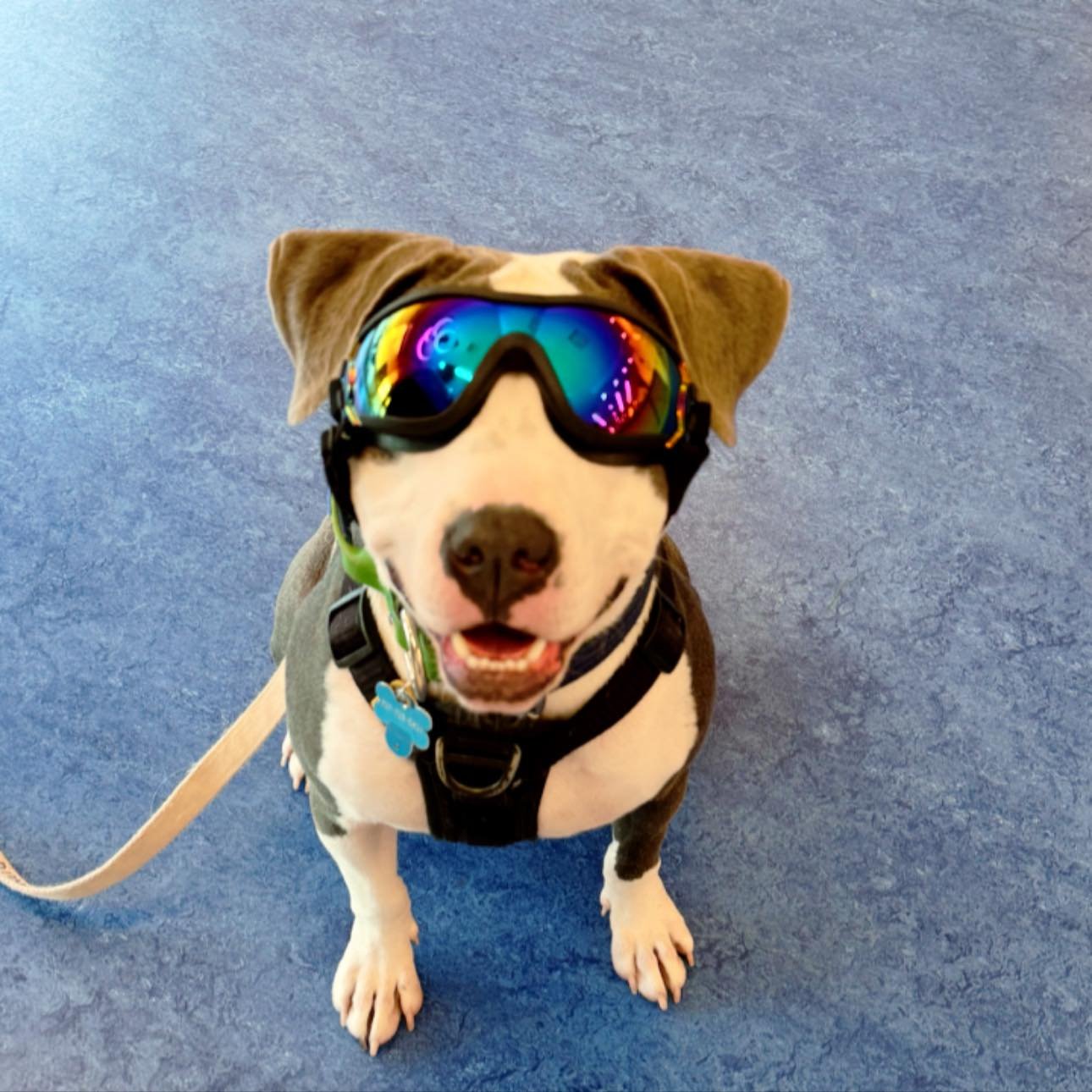 POV: You just walked into your appointment looking cooler than everyone else.
#MainstayVet #MVPPets #DogStyle #DogsofInstagram #CoolPup #VetVisit #PetLife