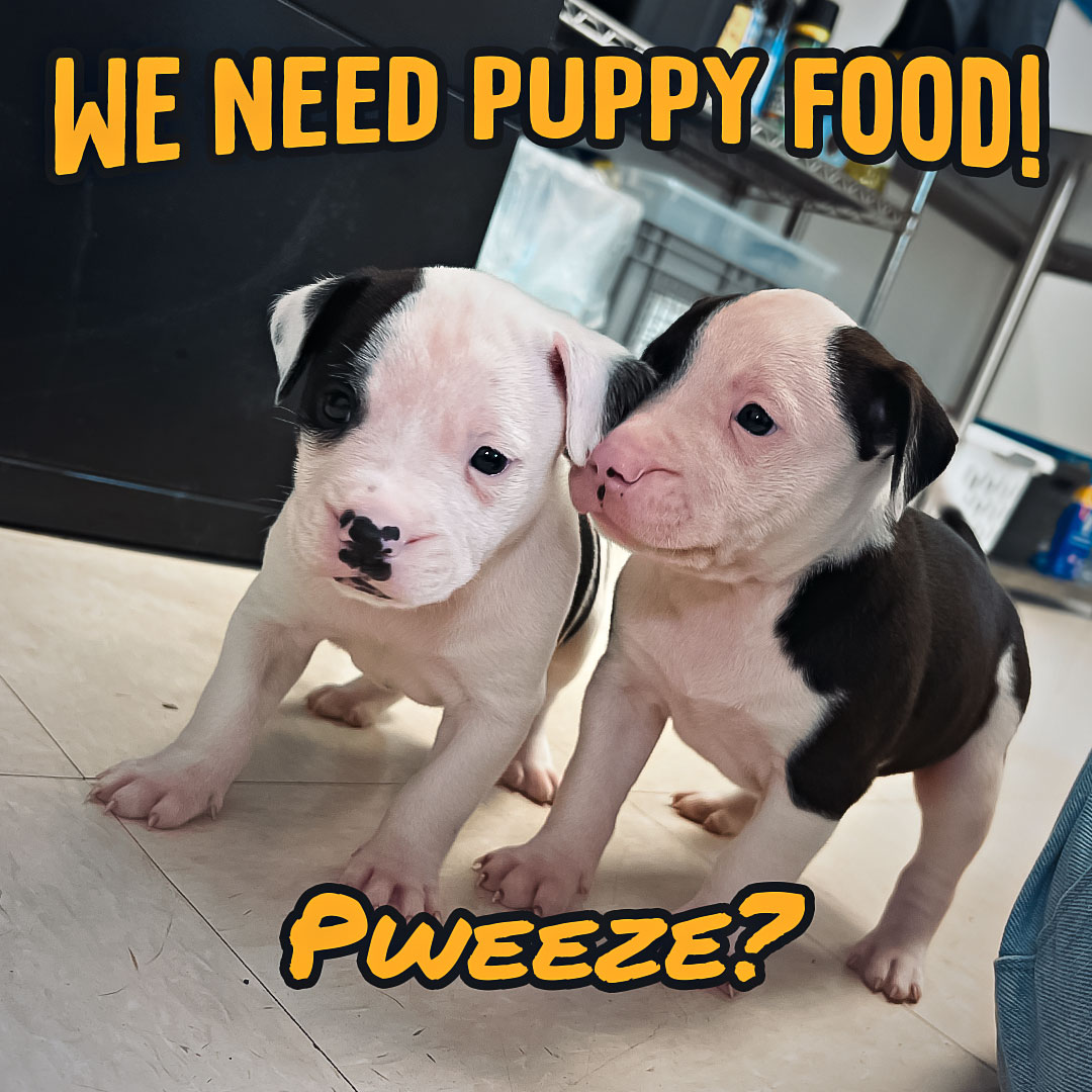 Moose and Spot showed up last week with big appetites and even bigger personalities. ?
They're part of a multi-agency rescue out of Waverly, here with their mom Henrietta while she nurses them up. Right now we need puppy food, and it's not just for these two, our whole puppy crew is counting on it.
Puppy food donations needed — drop off at the shelter or order from our wish list, link in bio.
Thursday, this little family heads to a foster home, and we're the ones stocking their pantry. Help us keep the bowls full.
Tags: #FosterFood #PuppyPower #ShelterLife #RescueDogs #SupportYourShelter #ElmiraNY #CCSPCA #PitbullPuppies