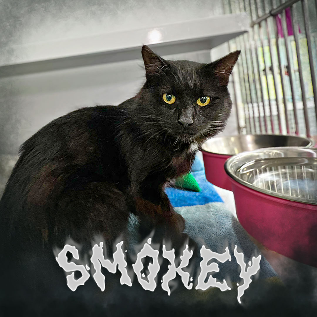 Smokey doesn't rush trust. He earns it, then he owns the room. ?
This 1.5-year-old domestic medium hair spent his early life as an on-property stray, so a little caution comes with the territory. But once he feels safe, he leans in, literally. Head bumps, lap time, favorite windowsill negotiations, the whole affectionate package.
He's looking for a patient home with older kids or adults who'll let him set the pace. Give him that, and Smokey will quietly make himself the king of your household.
Adoption link in our bio. ?
#AdoptableCat #ChemungCountySPCA #ElmiraNY #DomesticMediumHair #CatsOfInstagram #ShyCatsNeedLoveToo #AdoptACat