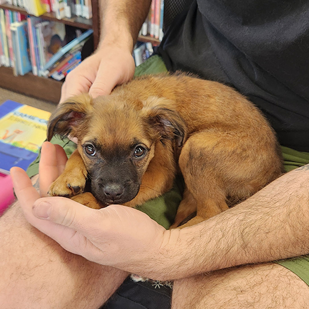 Puppy meets preschoolers. ? Coral joined our Community Educator Matt for Story Time at the Horseheads Free Library this week, and she stole the show.
Between page turns, the kids got a lesson in gentle hands and reading a dog's body language, while Coral got some quality time practicing being the well-adjusted pup she already is.
Two ways to get involved: fall for Coral and start her adoption application (link in our bio), or reach out if you'd love a humane education visit like this one at your school or group.
#ChemungCountySPCA #AdoptableDog #HorseheadsNY #HumaneEducation #ShelterPuppy #AdoptLocal #CommunityEvent #DogsOfInstagram