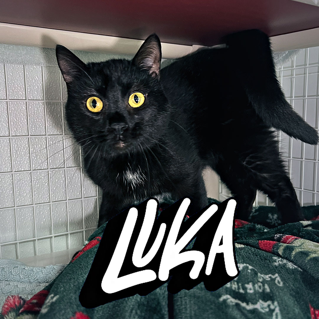 This is Luka, and he has zero interest in being mysterious. ?
He rolls around, bonks his head into your hand for more pets, and purrs nonstop while he does it. Good with kids, cats, and dogs, so he fits right into just about any home. Black cat, big personality, zero chill (in the best way).
Link in our bio to meet him.
#AdoptableCat #BlackCat #ElmiraNY #ChemungCountySPCA #CatsOfInstagram #AdoptLocal #ShelterCat